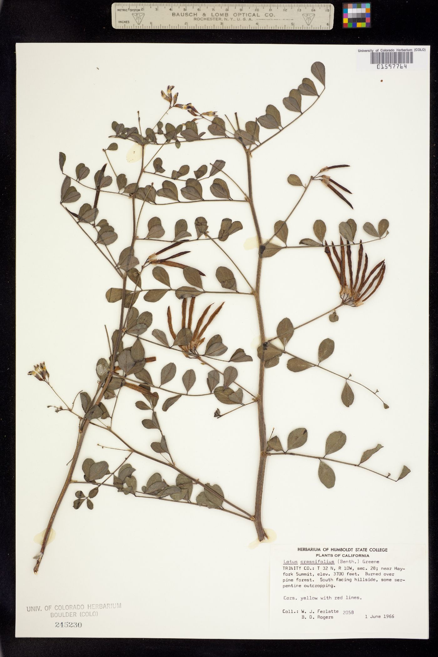 Hosackia crassifolia image