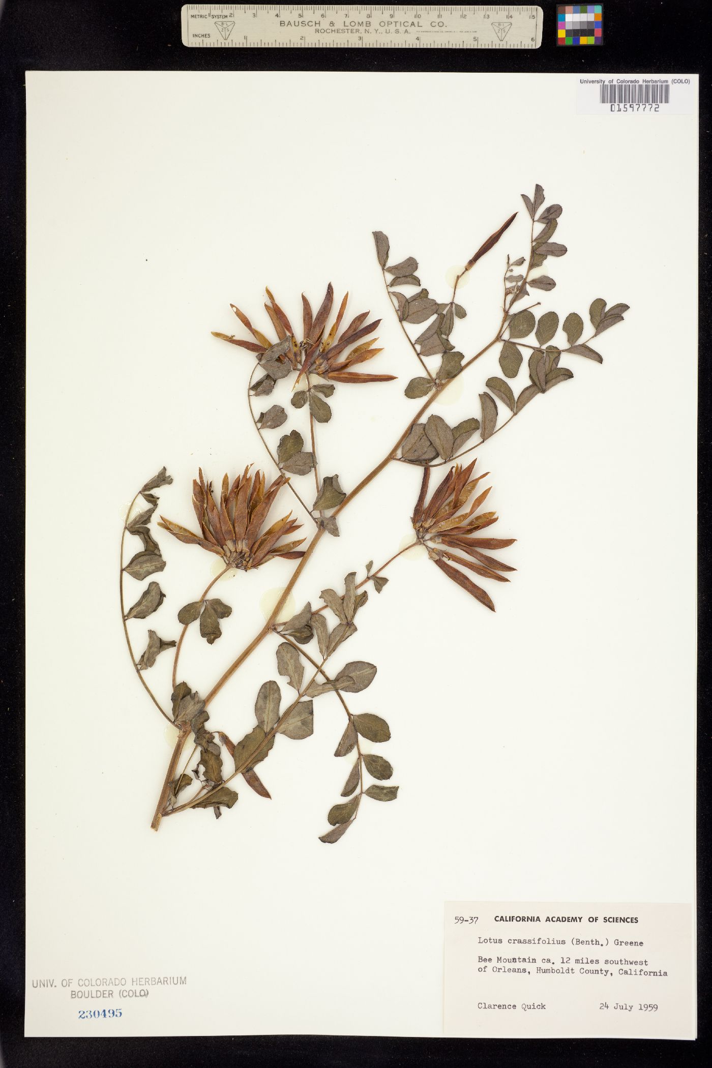 Hosackia crassifolia var. crassifolia image