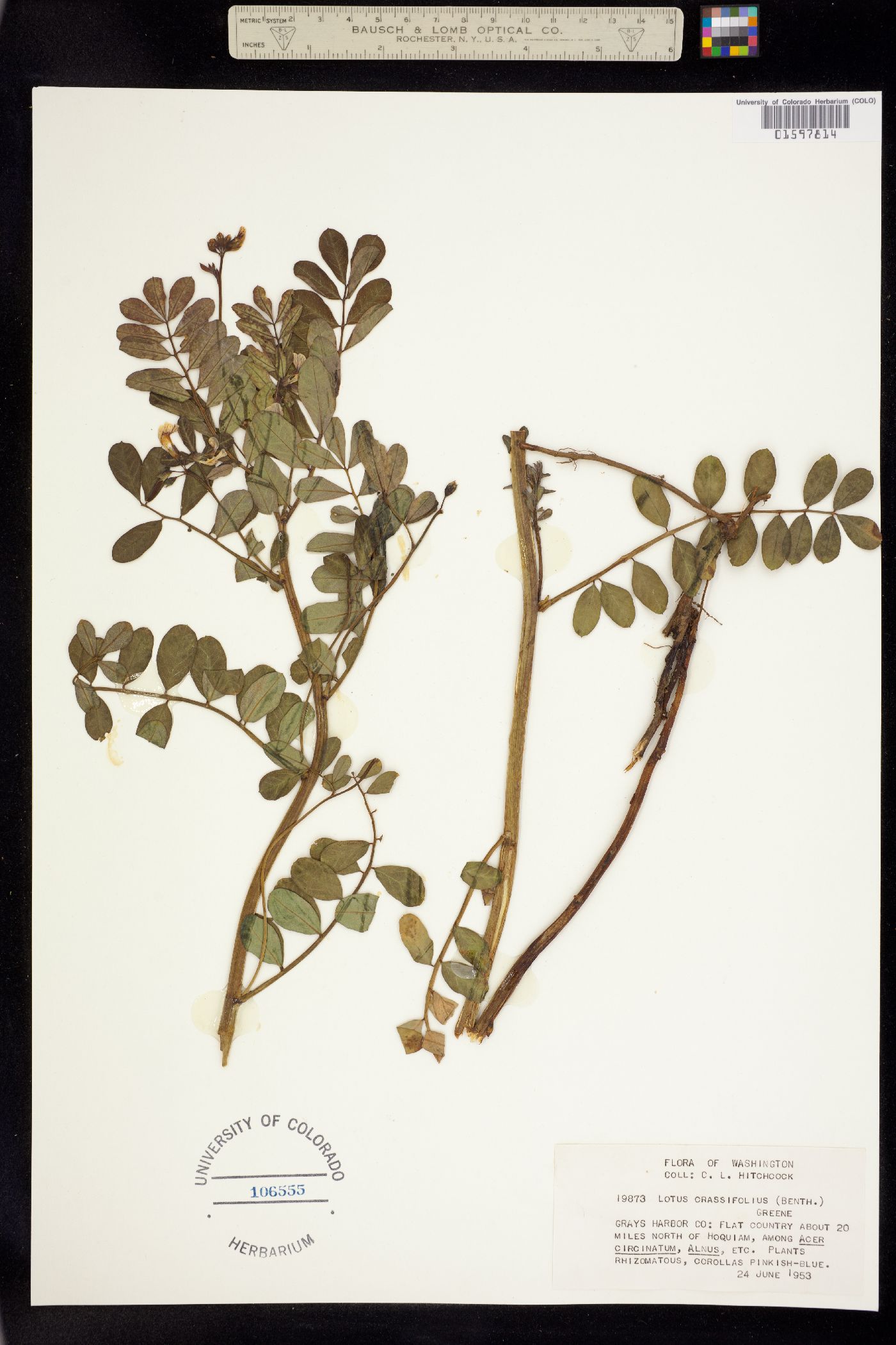 Hosackia crassifolia image