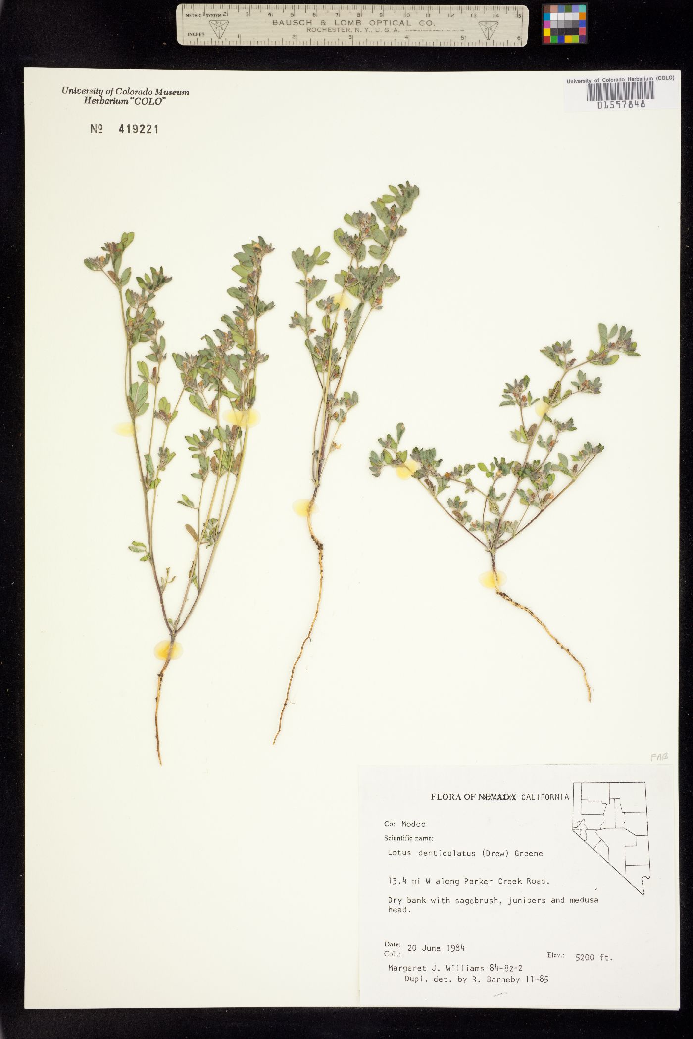 Acmispon denticulatus image