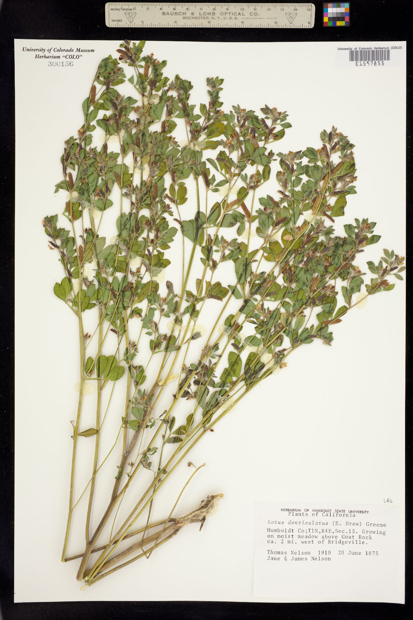 Acmispon denticulatus image