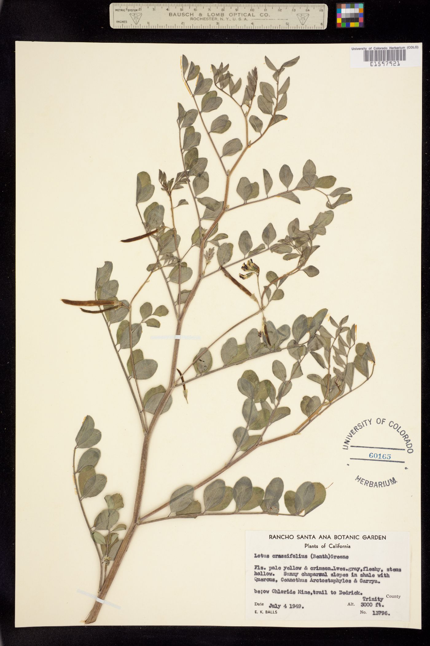 Hosackia crassifolia image