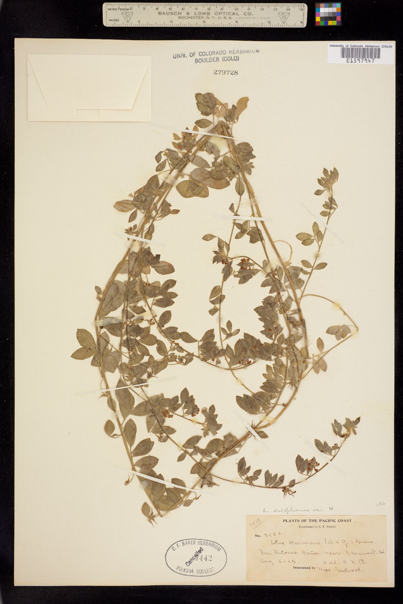 Lotus eriophorus image