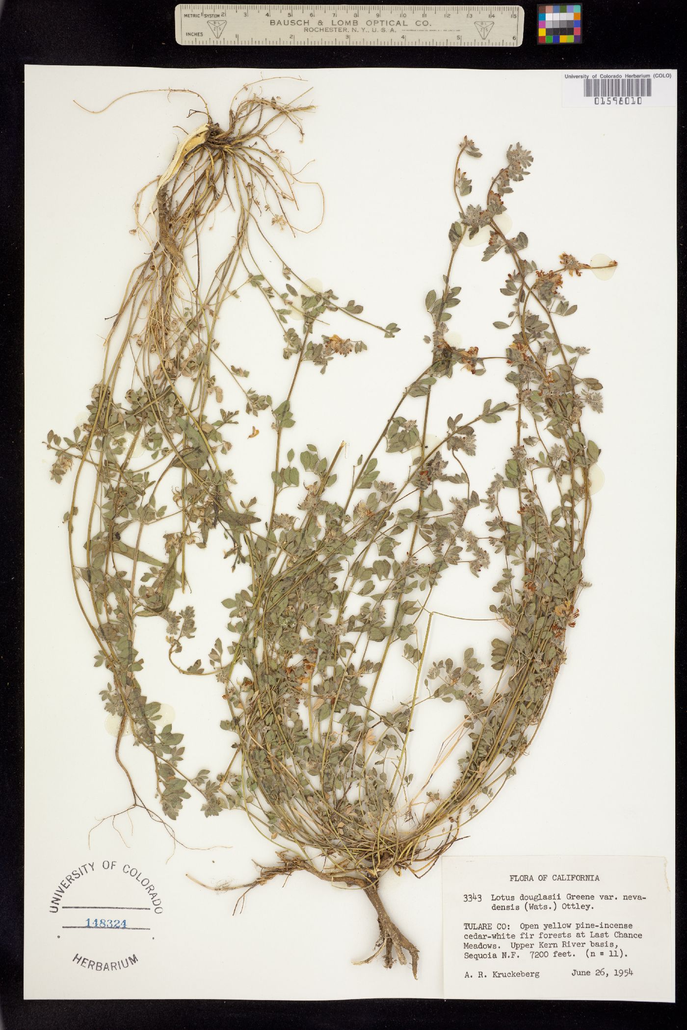 Acmispon nevadensis var. nevadensis image