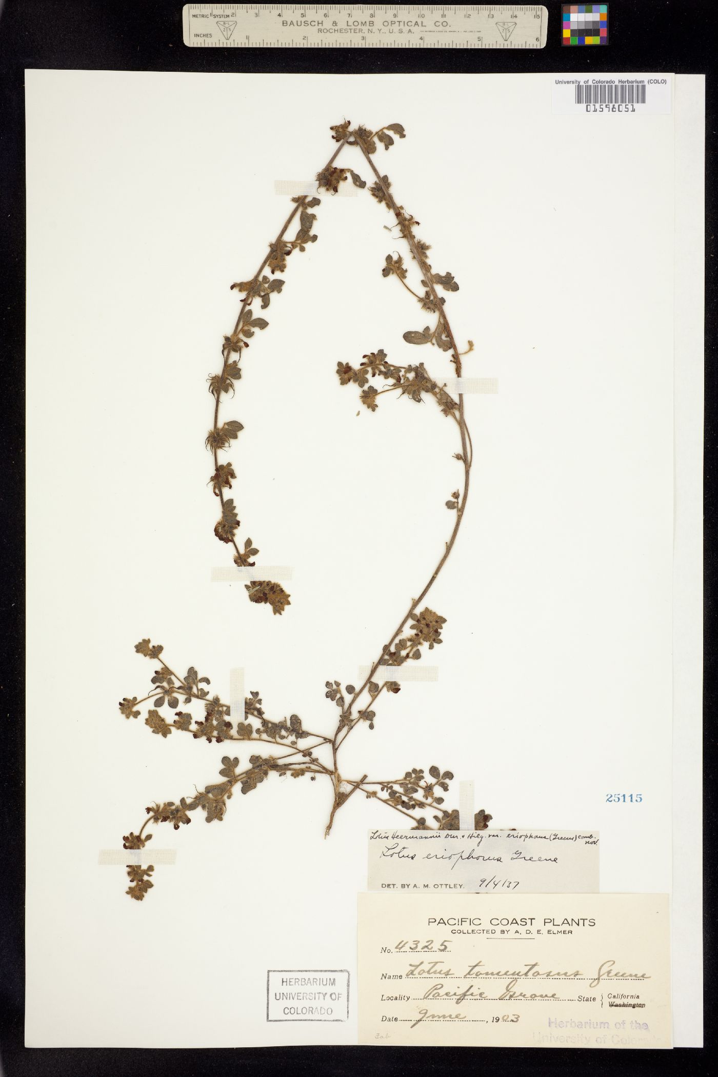 Acmispon heermannii image