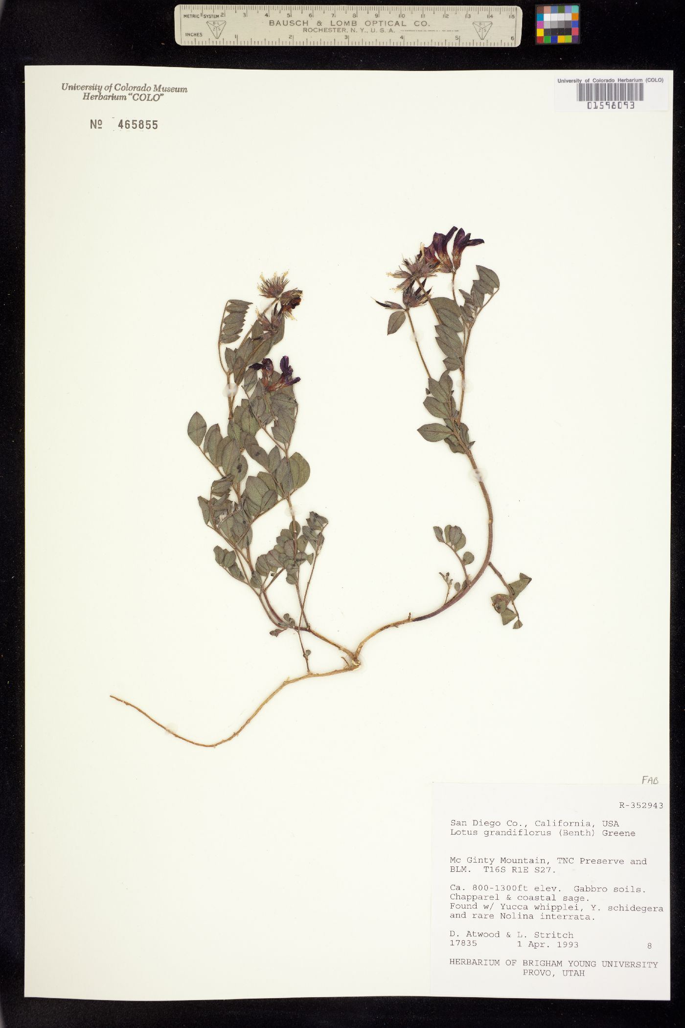 Acmispon grandiflorus var. grandiflorus image