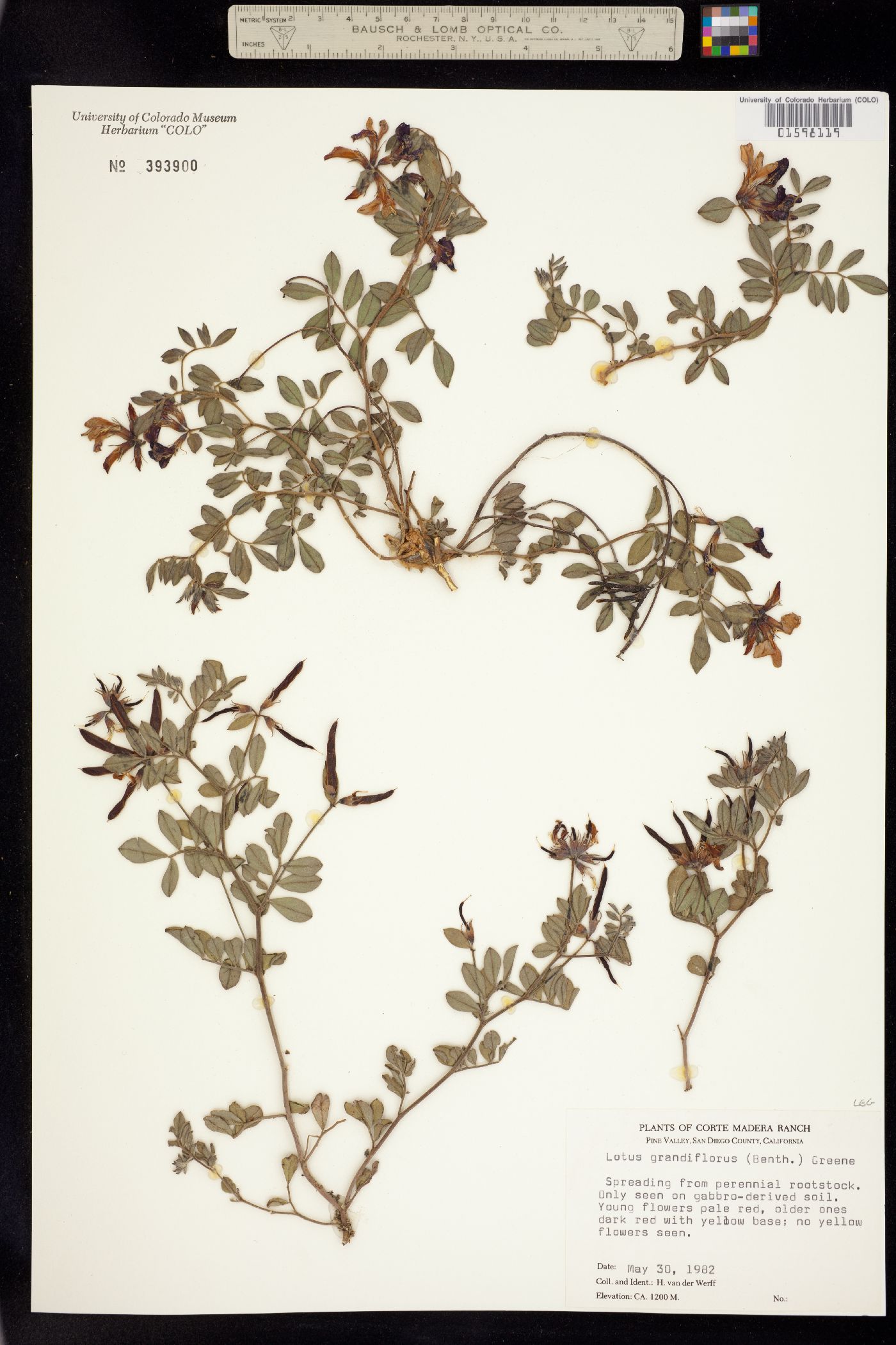 Acmispon grandiflorus var. grandiflorus image