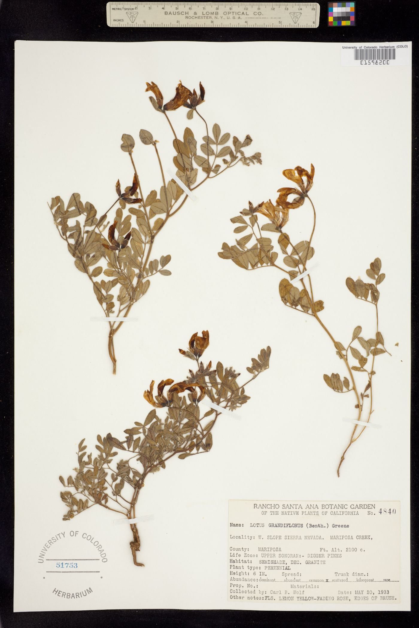 Acmispon grandiflorus var. grandiflorus image