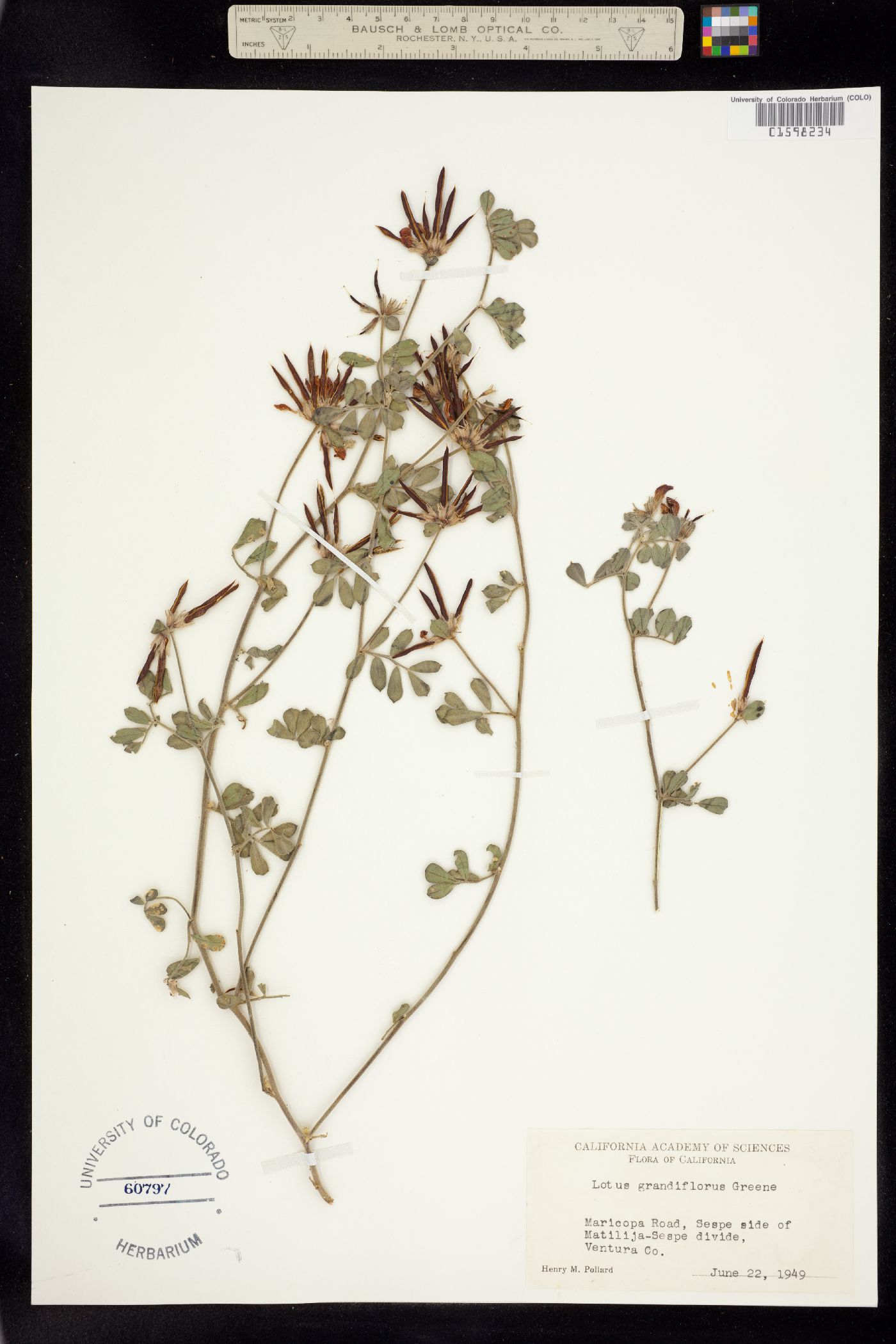 Acmispon grandiflorus image