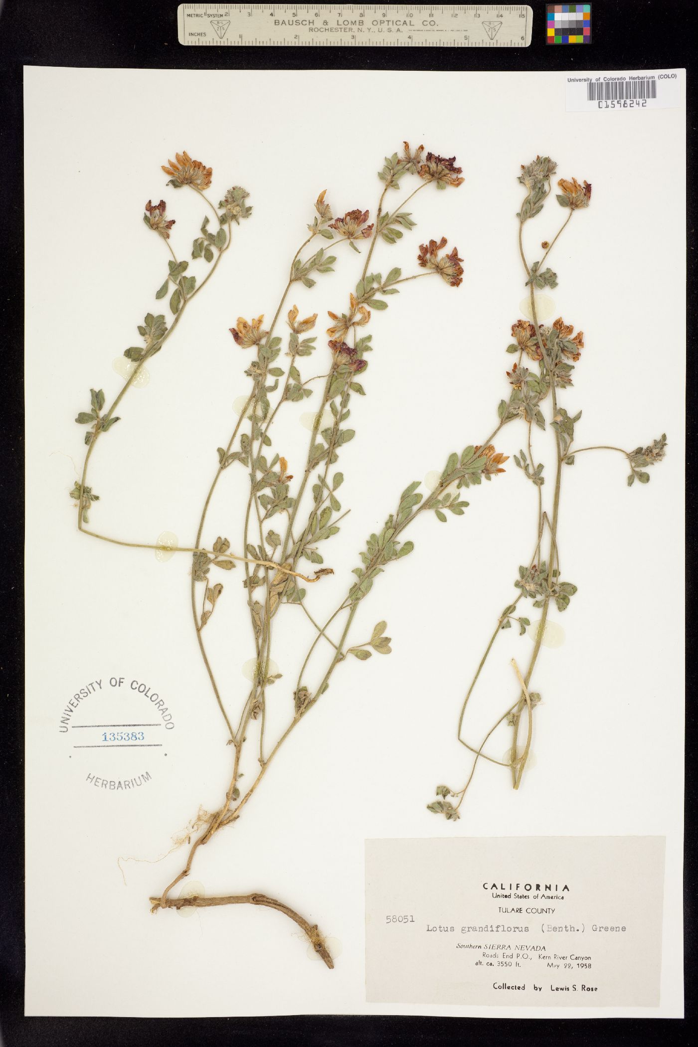 Acmispon grandiflorus image