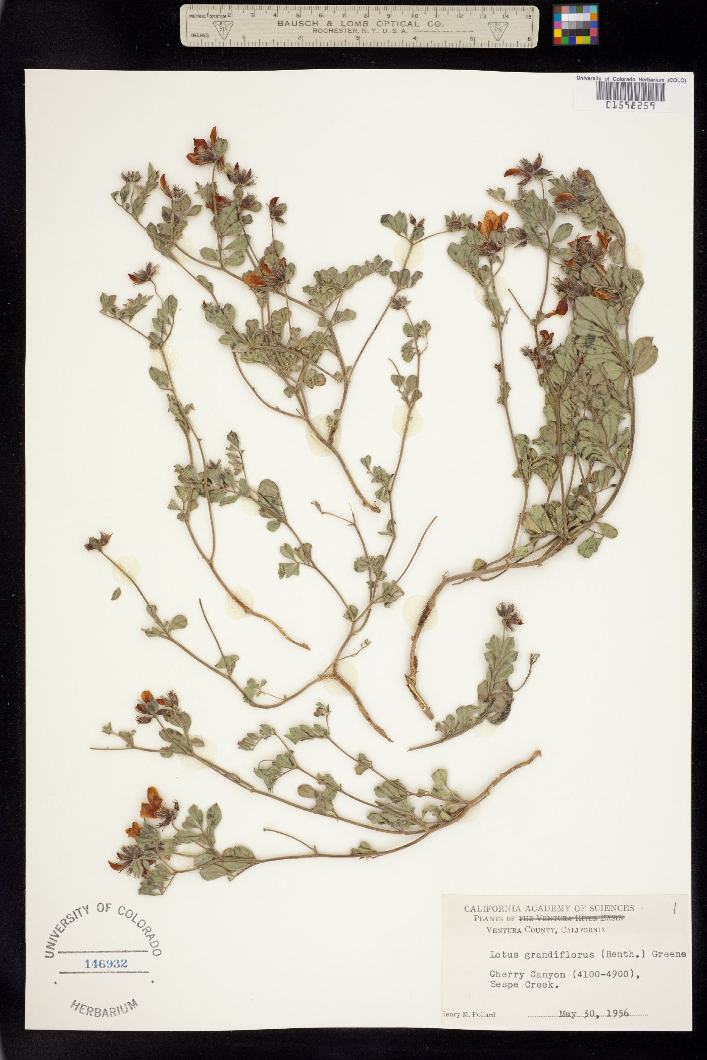 Acmispon grandiflorus var. grandiflorus image