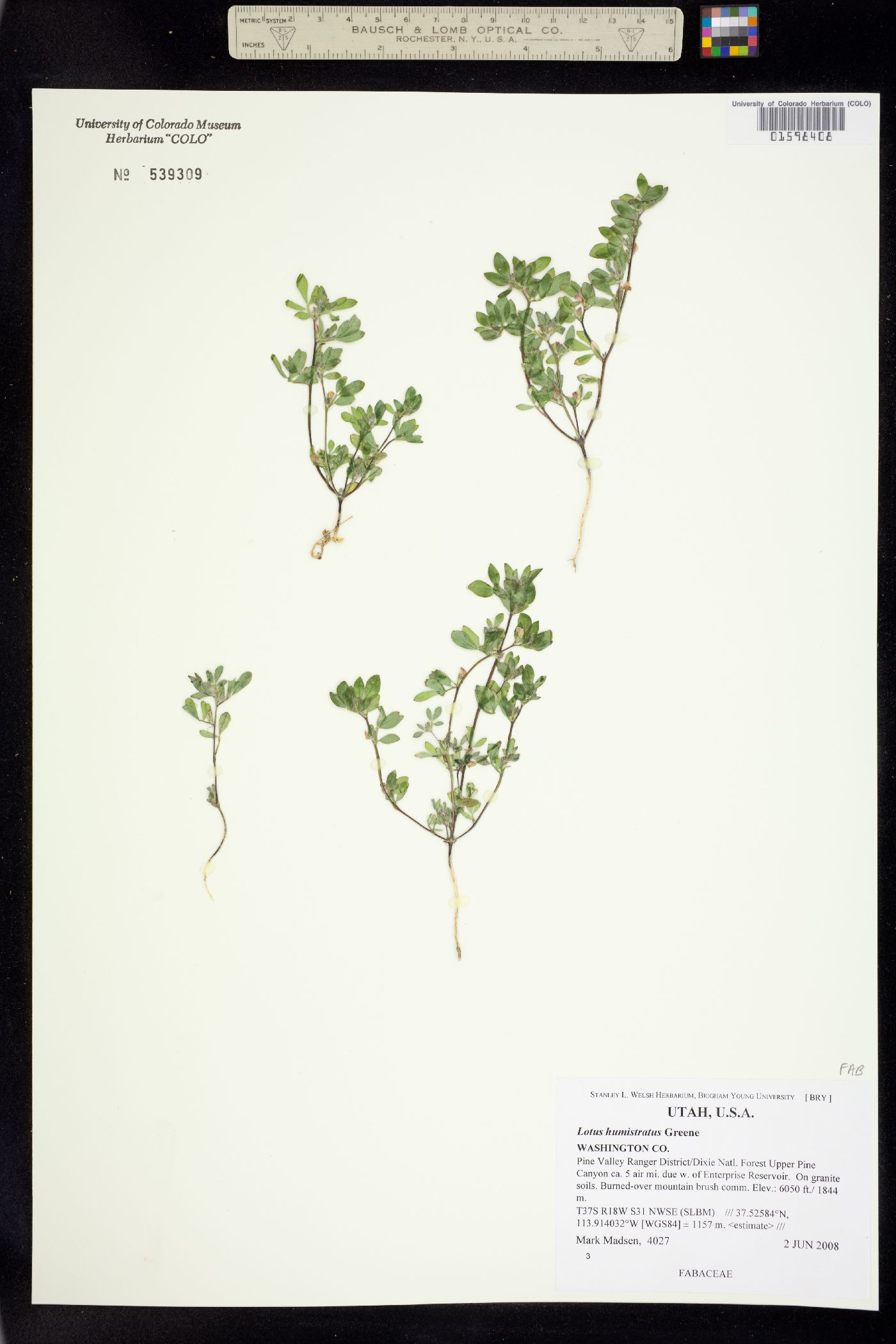 Acmispon humistratus image