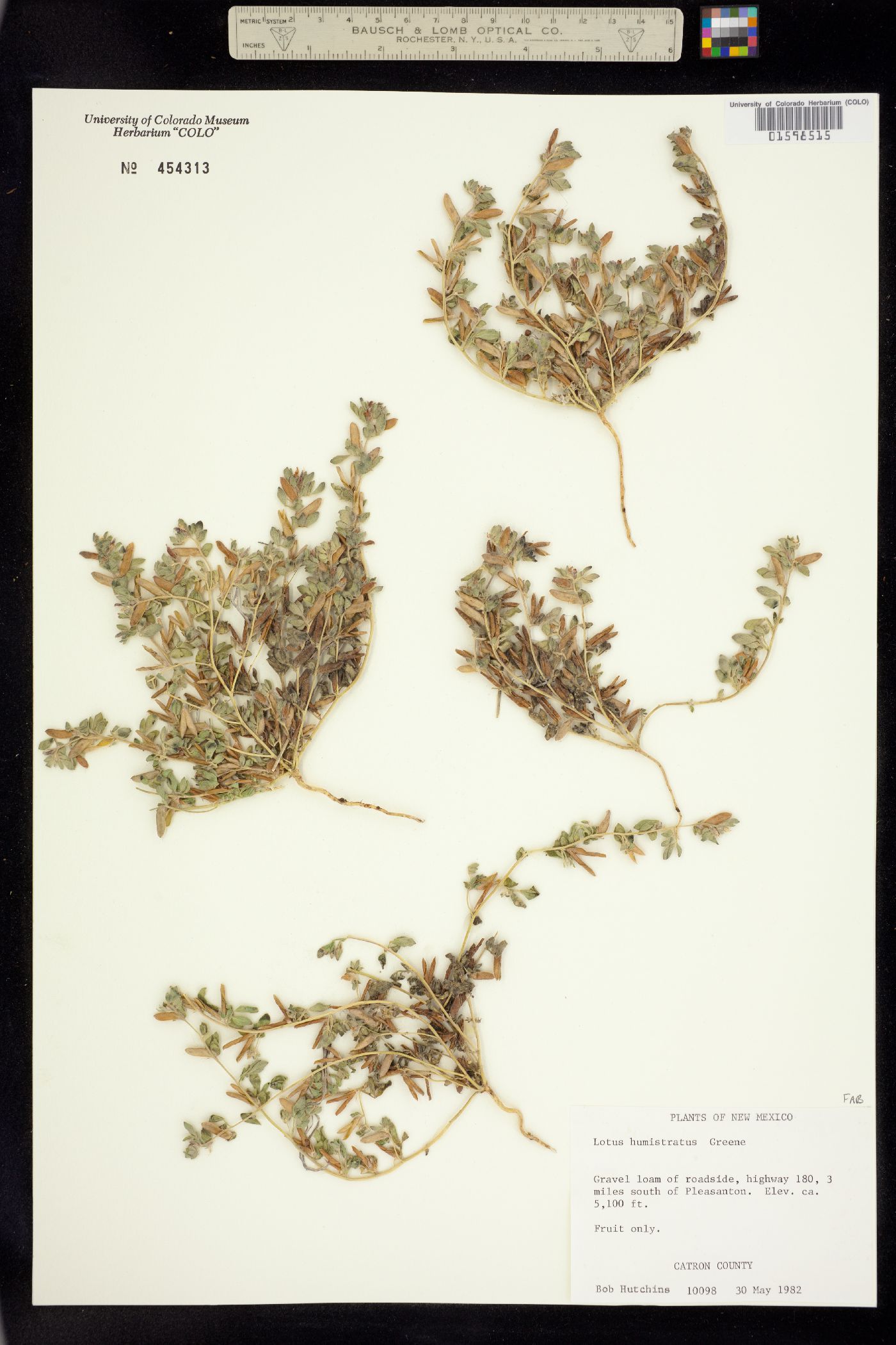 Acmispon humistratus image