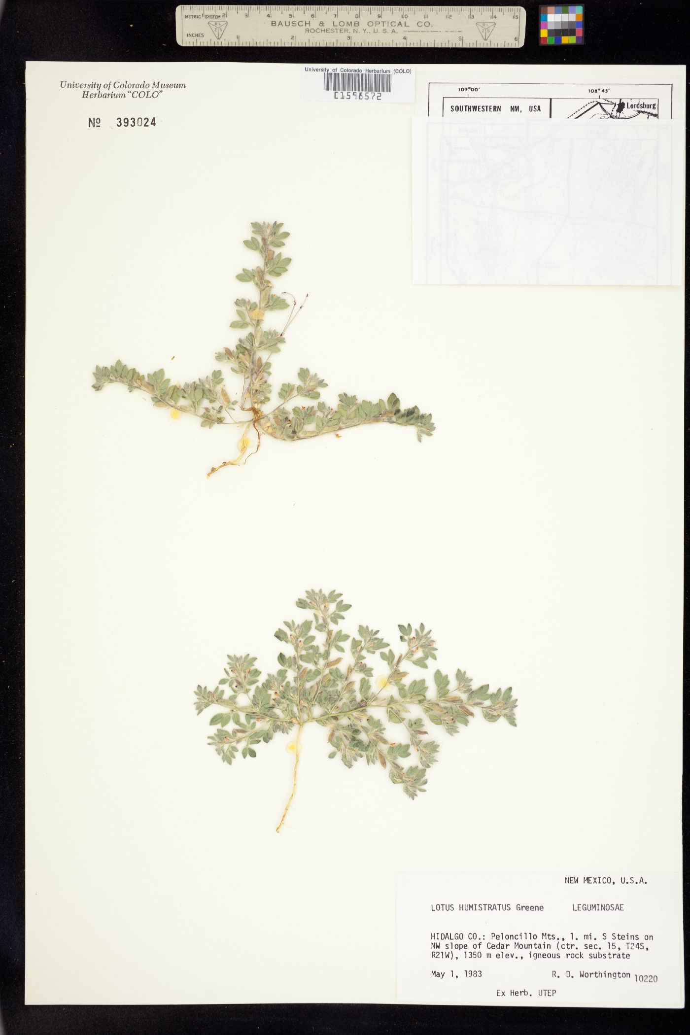 Acmispon humistratus image