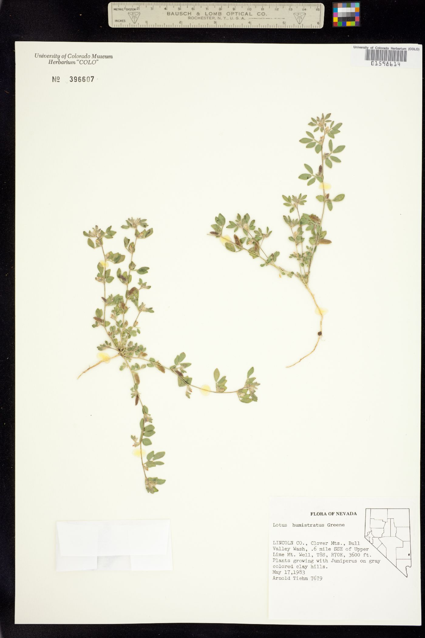 Acmispon humistratus image