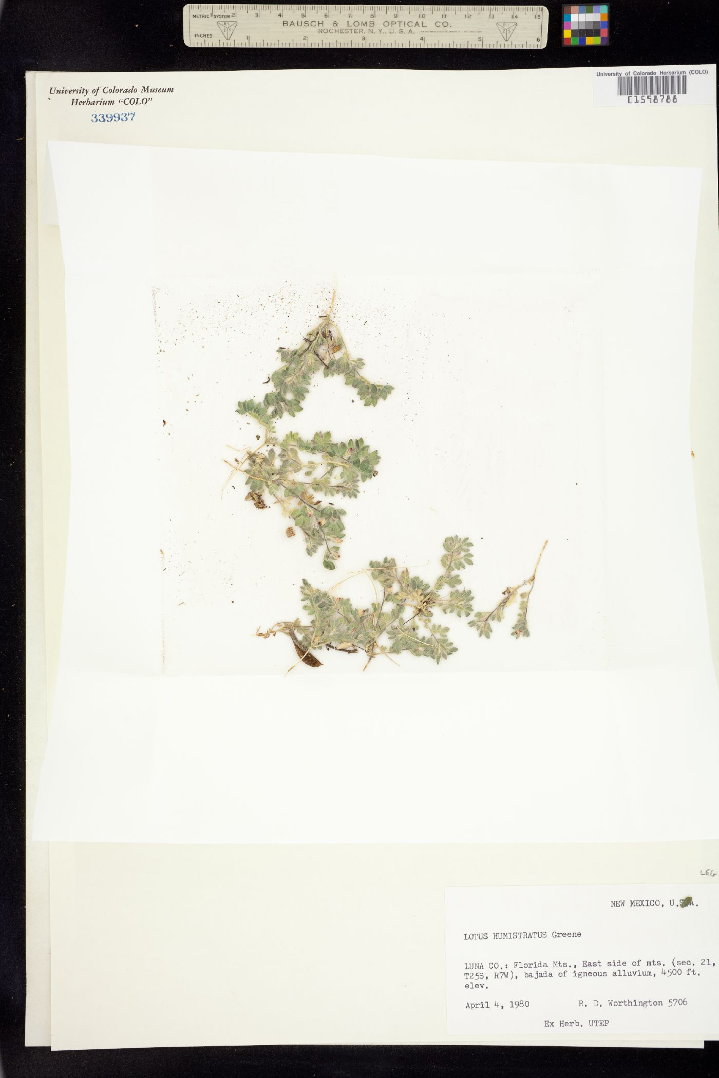 Acmispon humistratus image