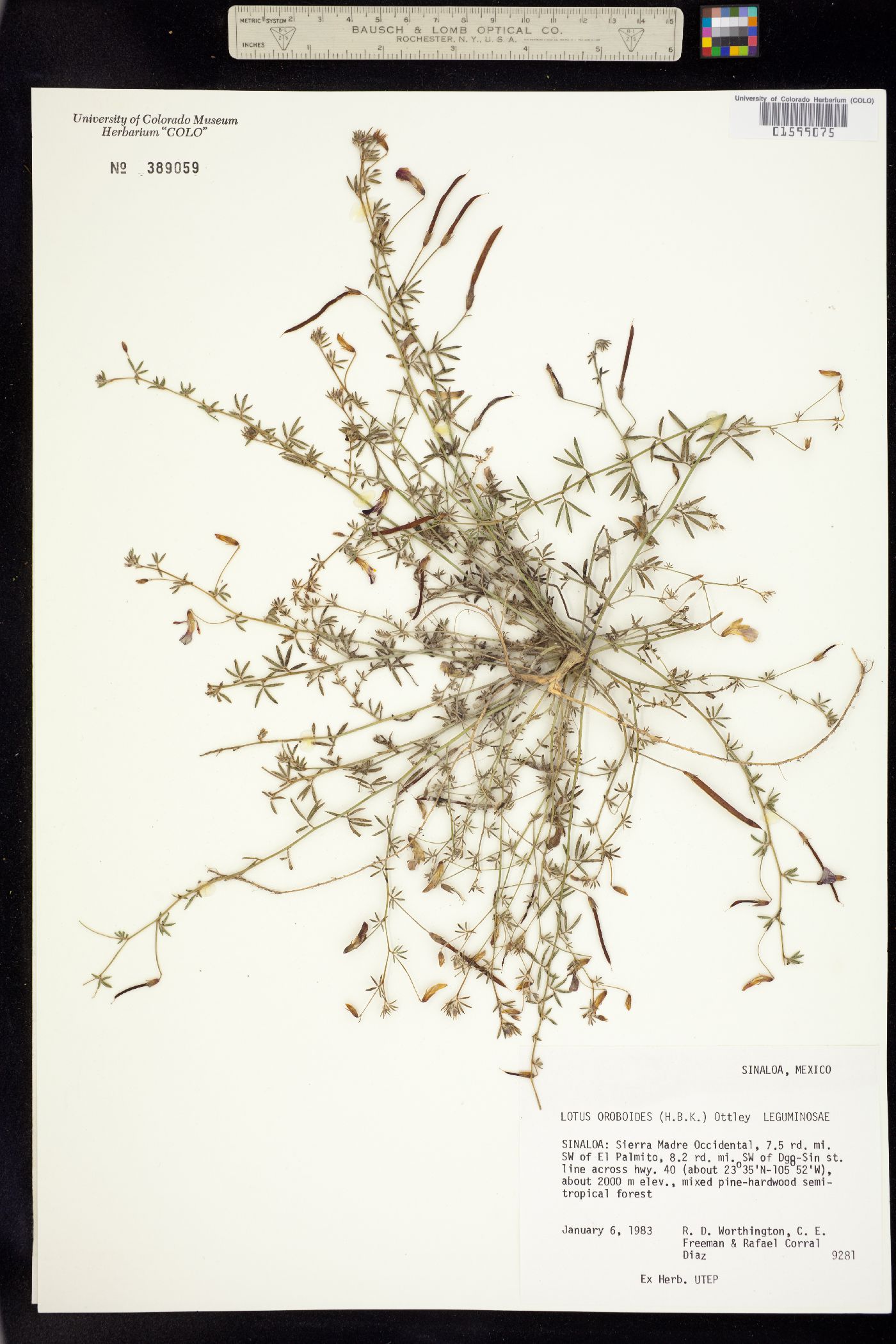 Acmispon oroboides image
