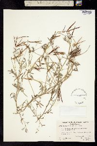 Hosackia oblongifolia var. oblongifolius image