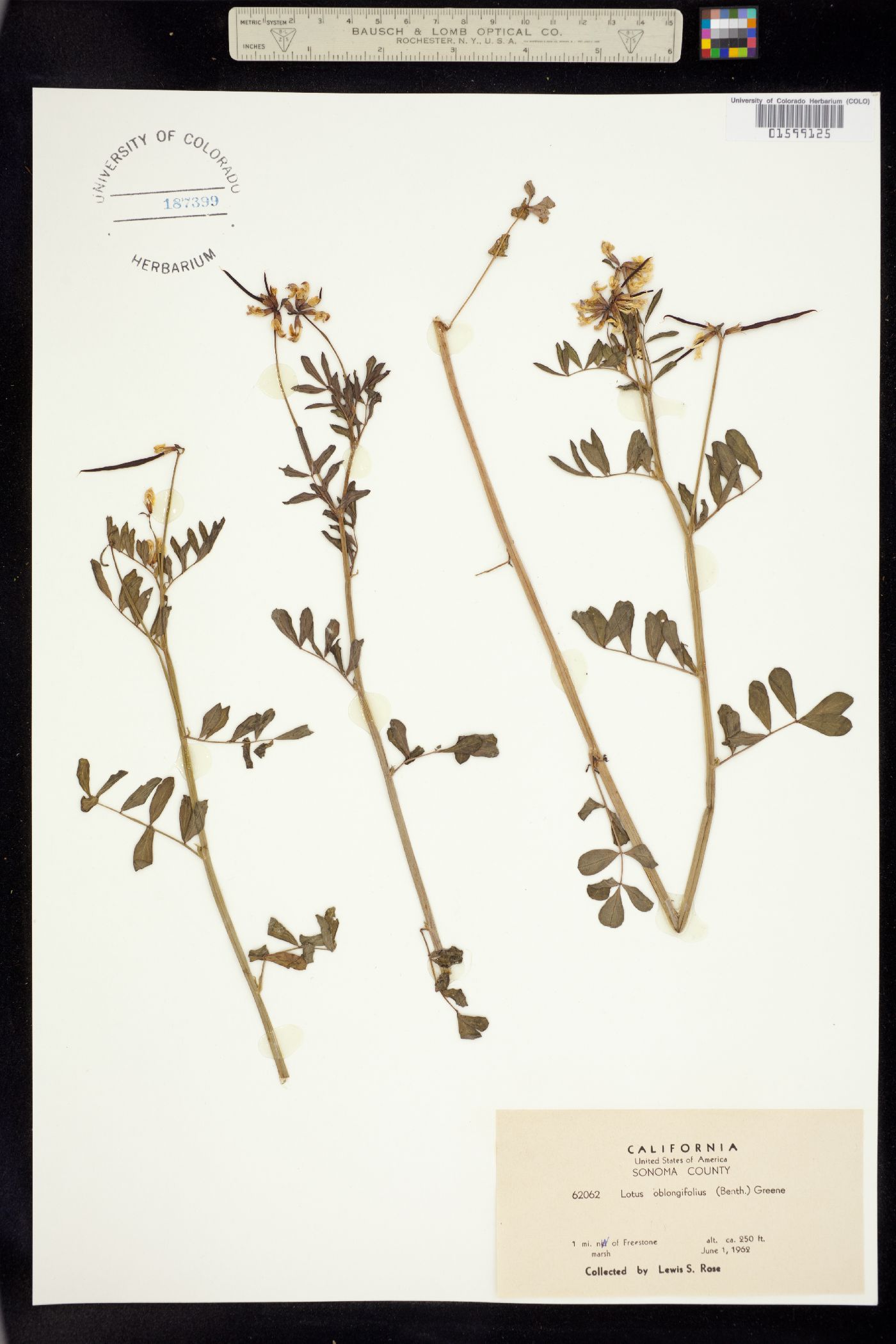 Hosackia oblongifolia var. oblongifolius image