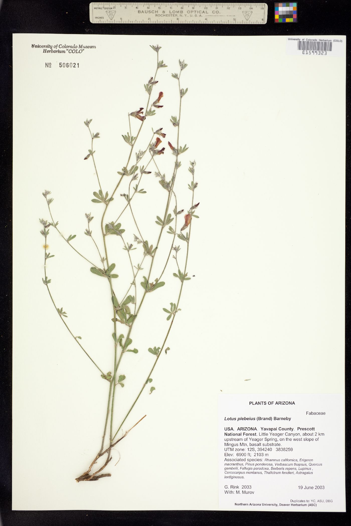 Acmispon oroboides image