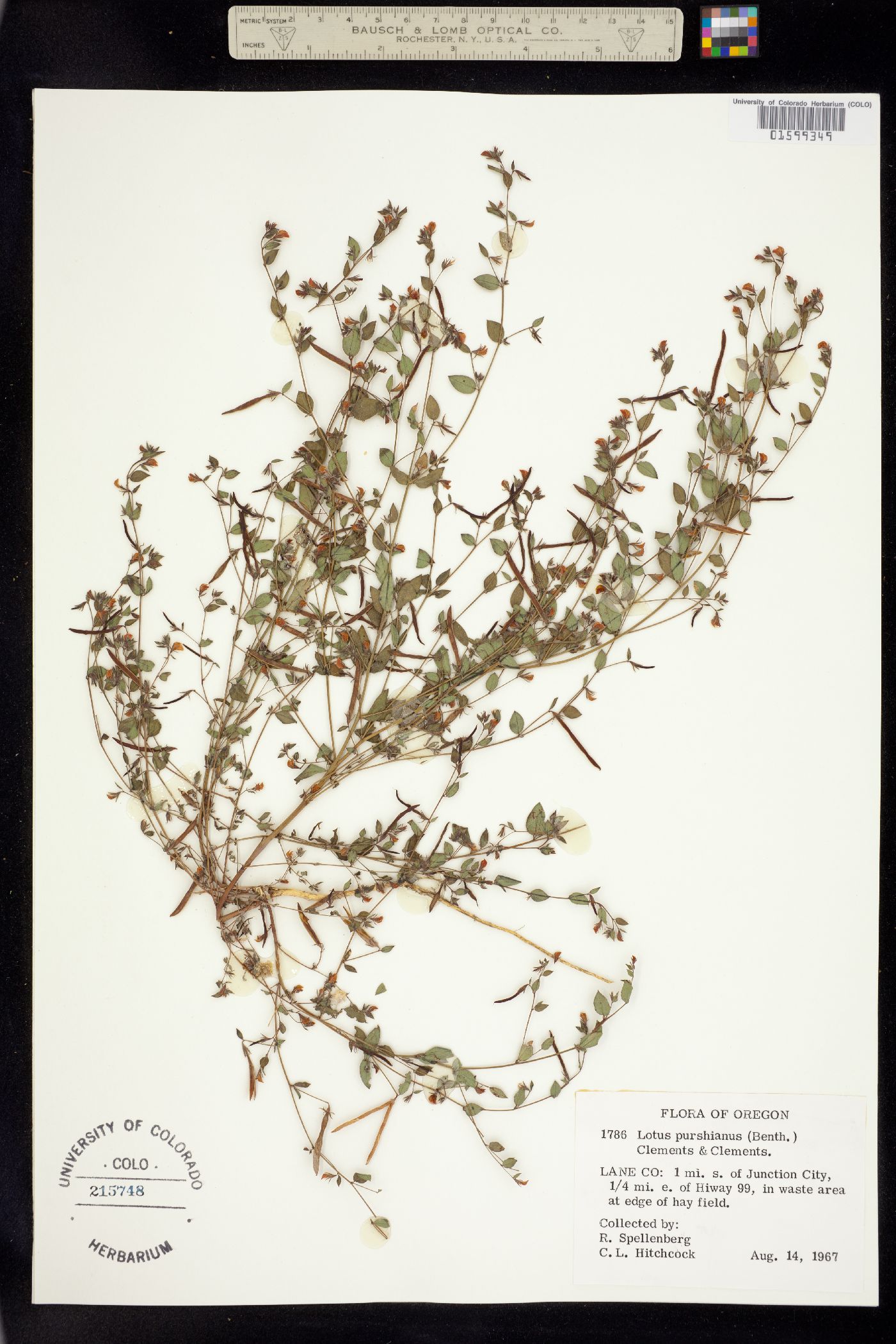 Acmispon americanus var. americanus image