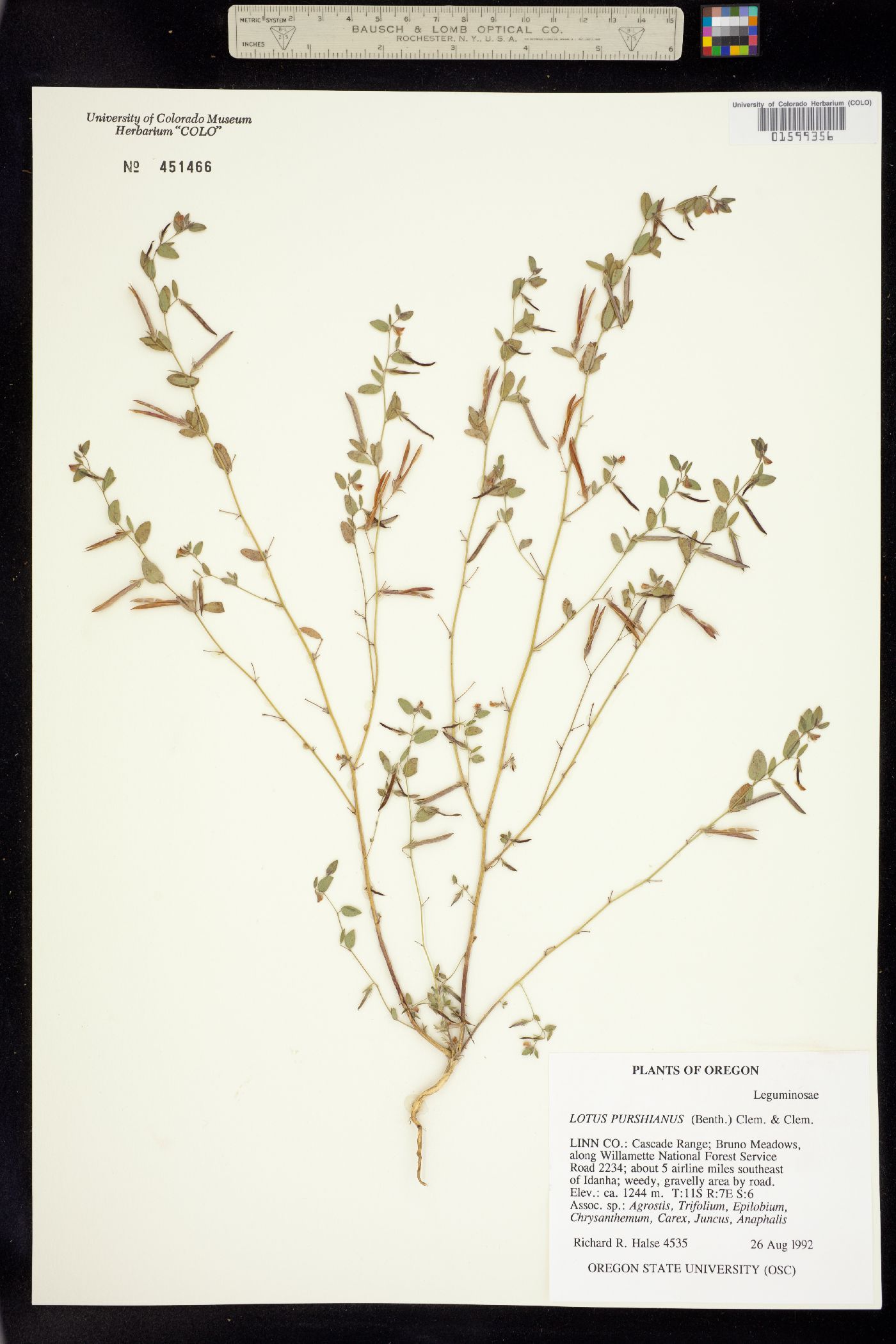 Acmispon image