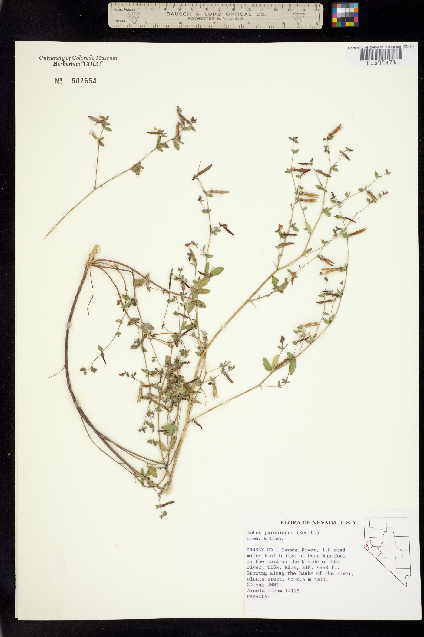 Acmispon americanus var. americanus image