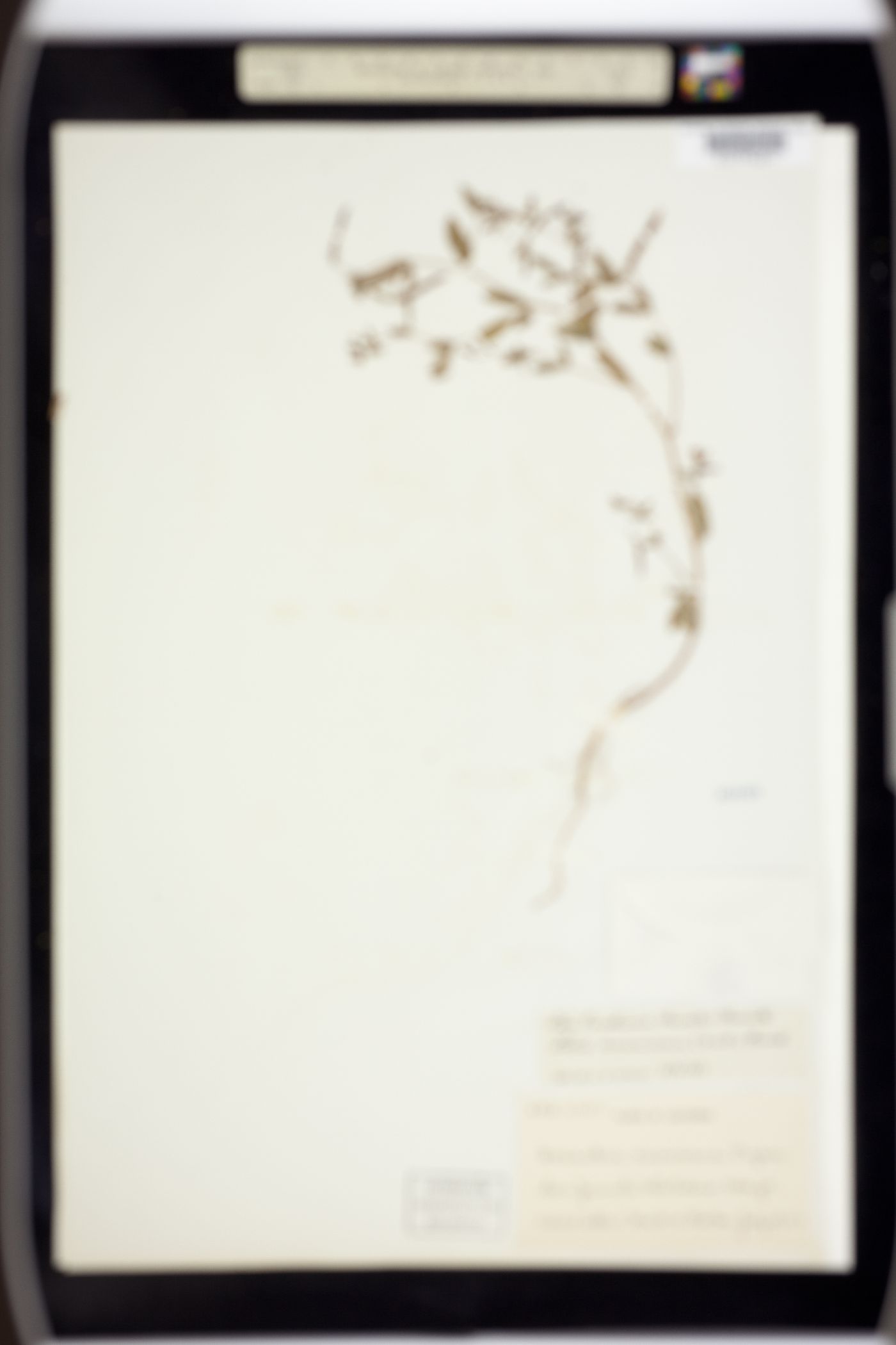 Acmispon americanus var. americanus image