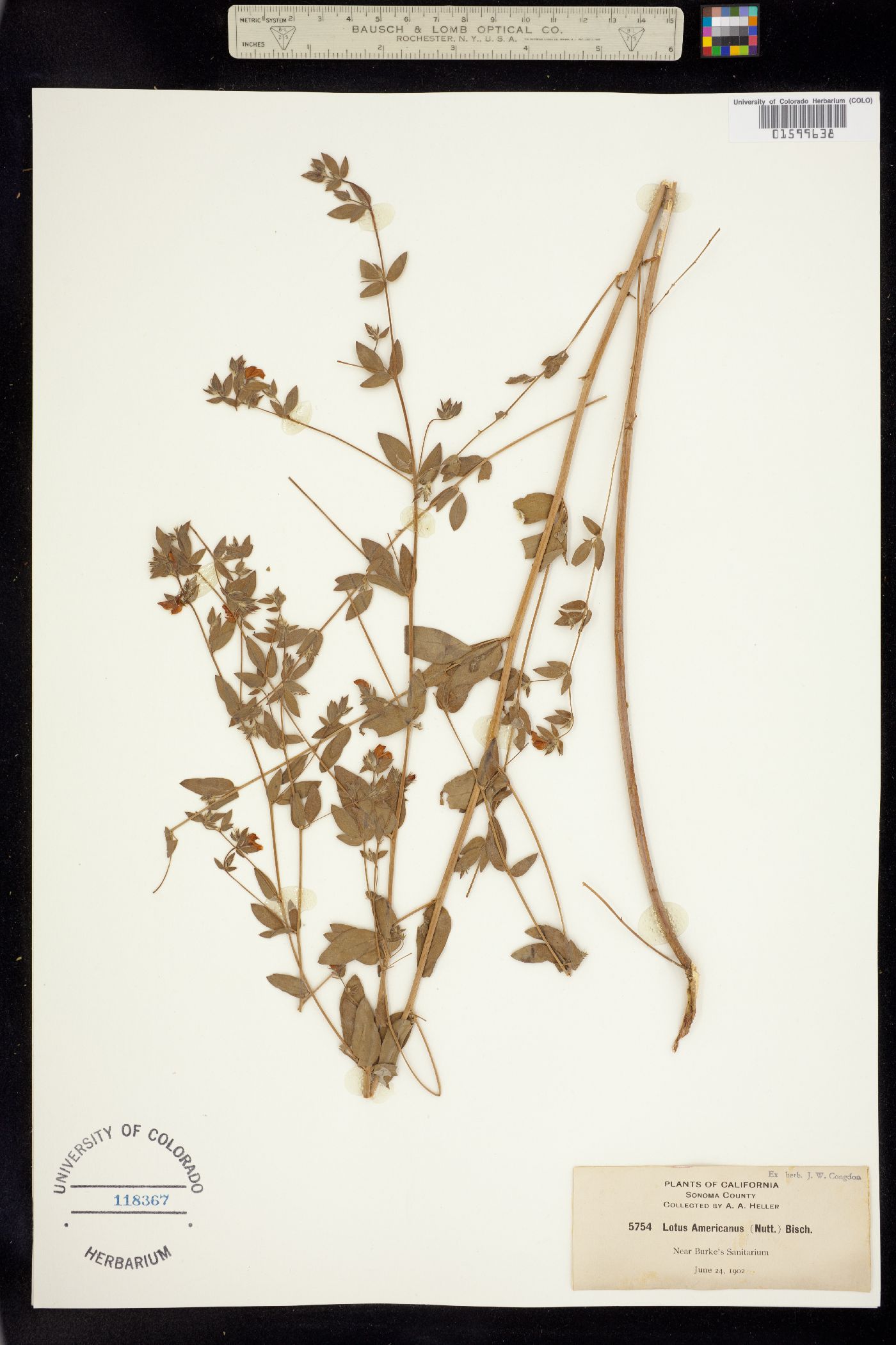 Acmispon americanus image