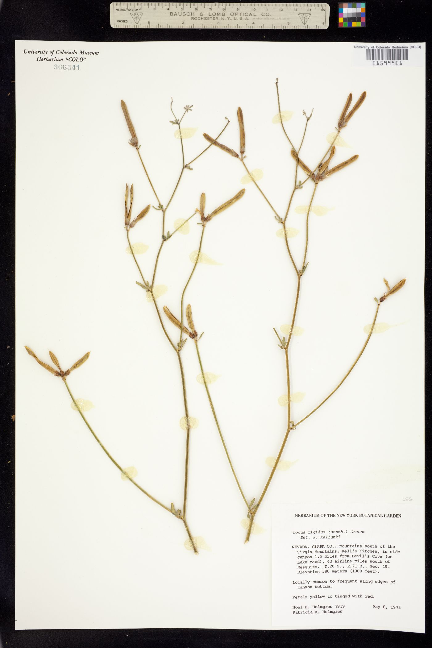 Acmispon rigidus image