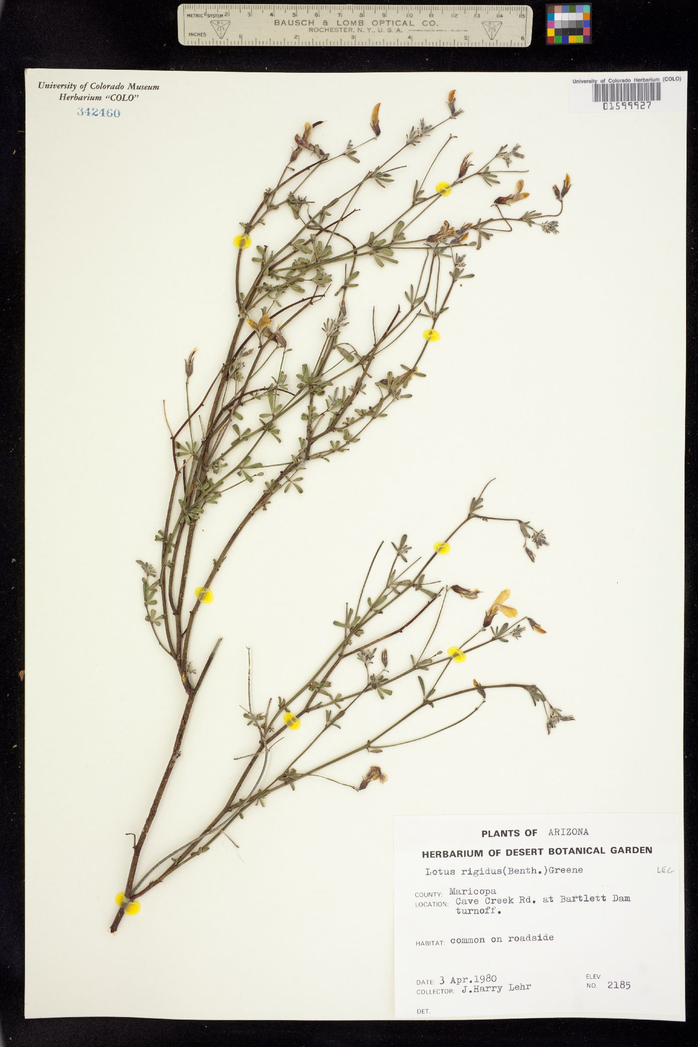 Acmispon rigidus image
