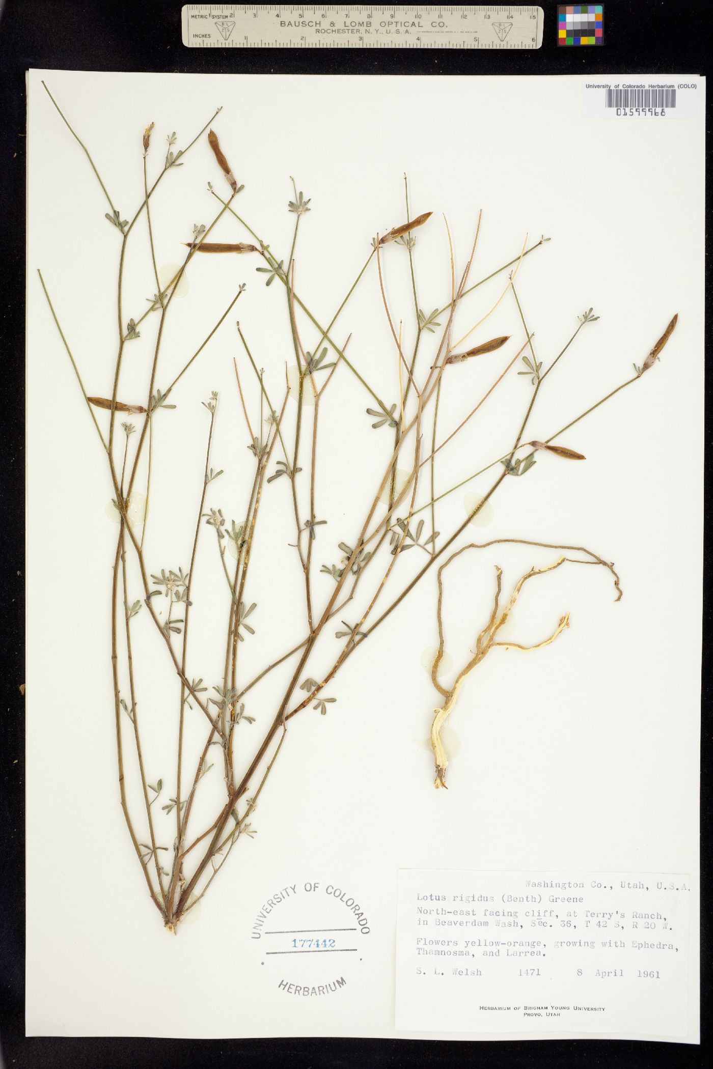 Acmispon rigidus image