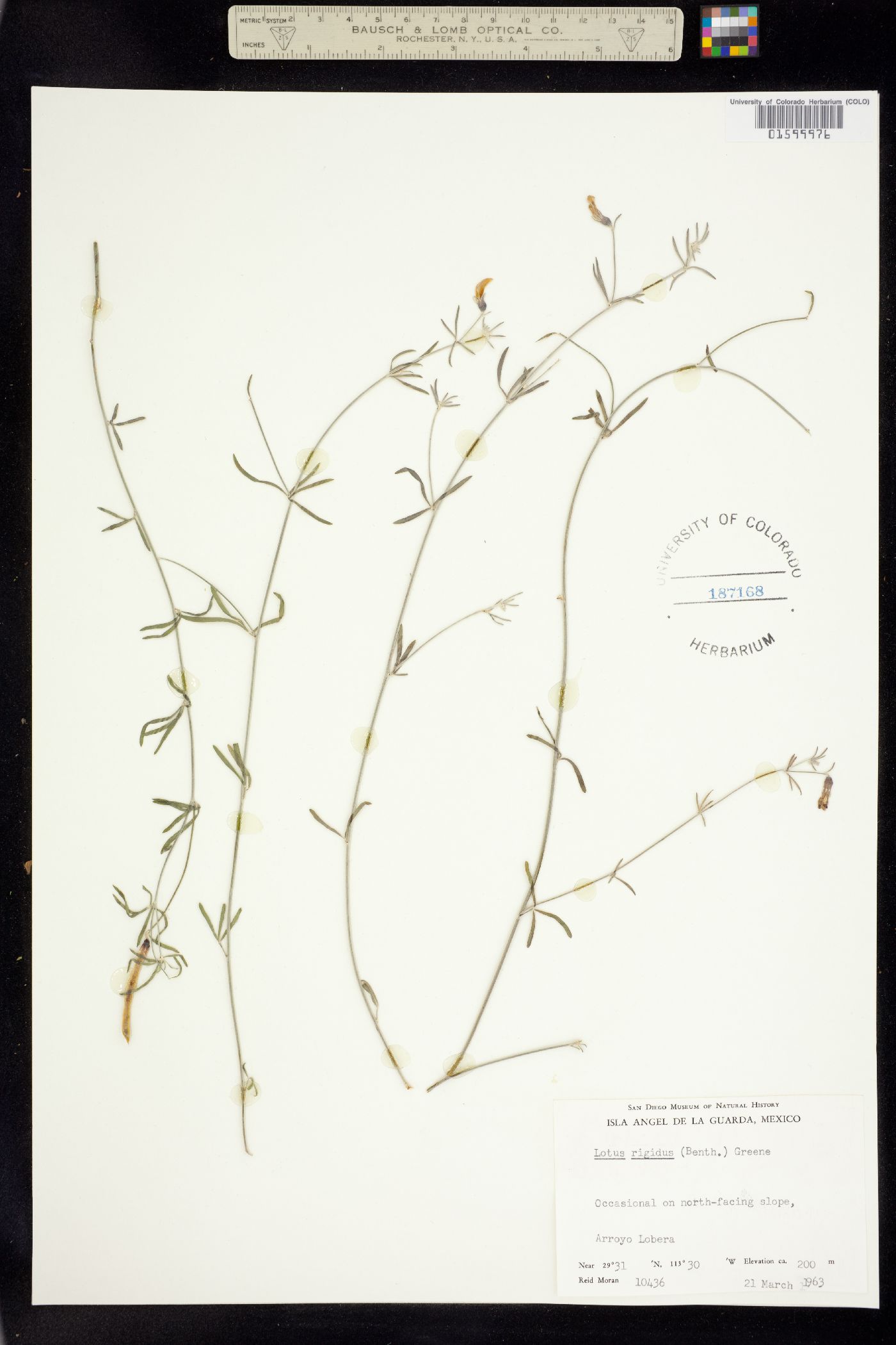 Acmispon rigidus image