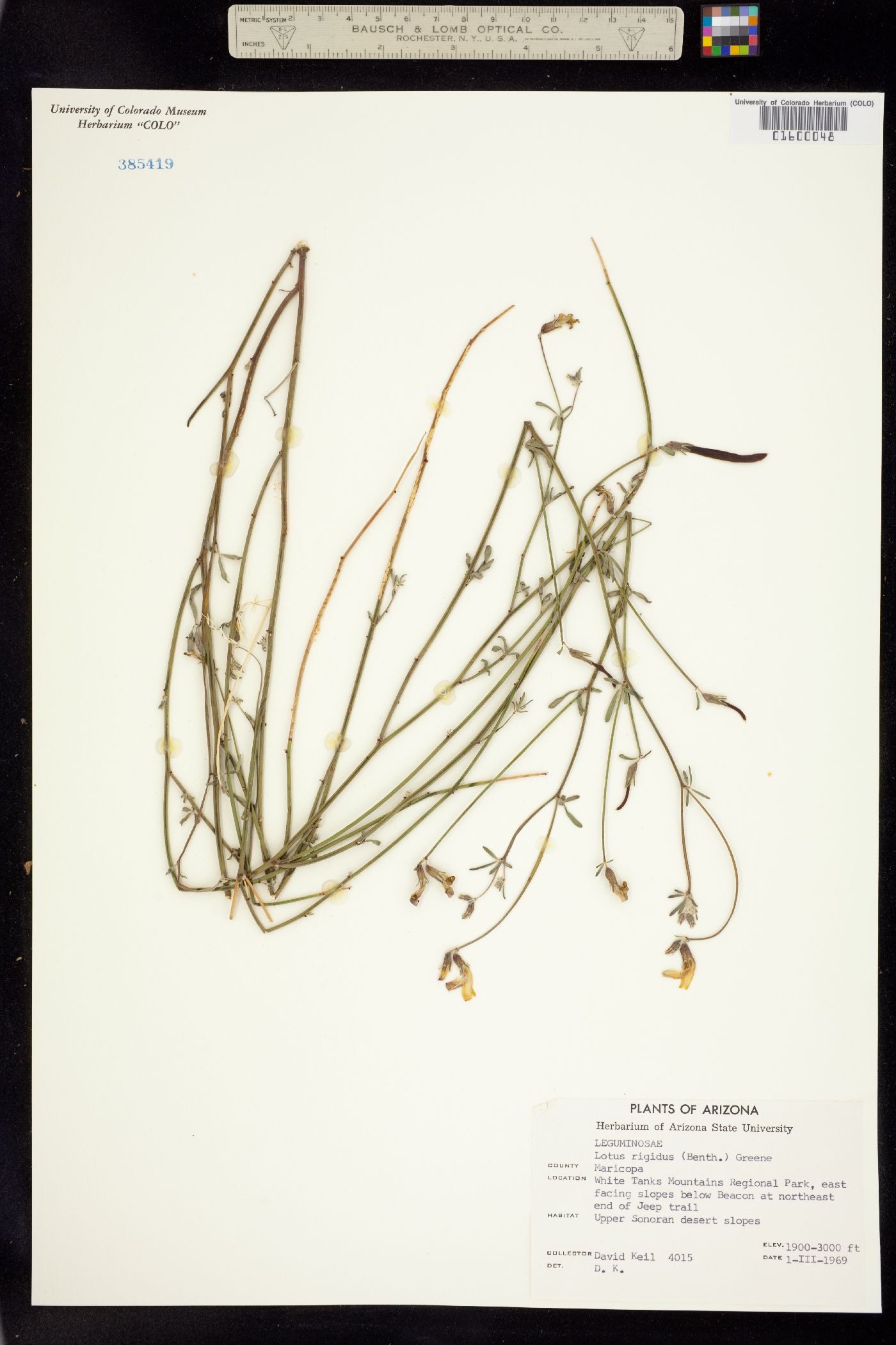 Acmispon rigidus image