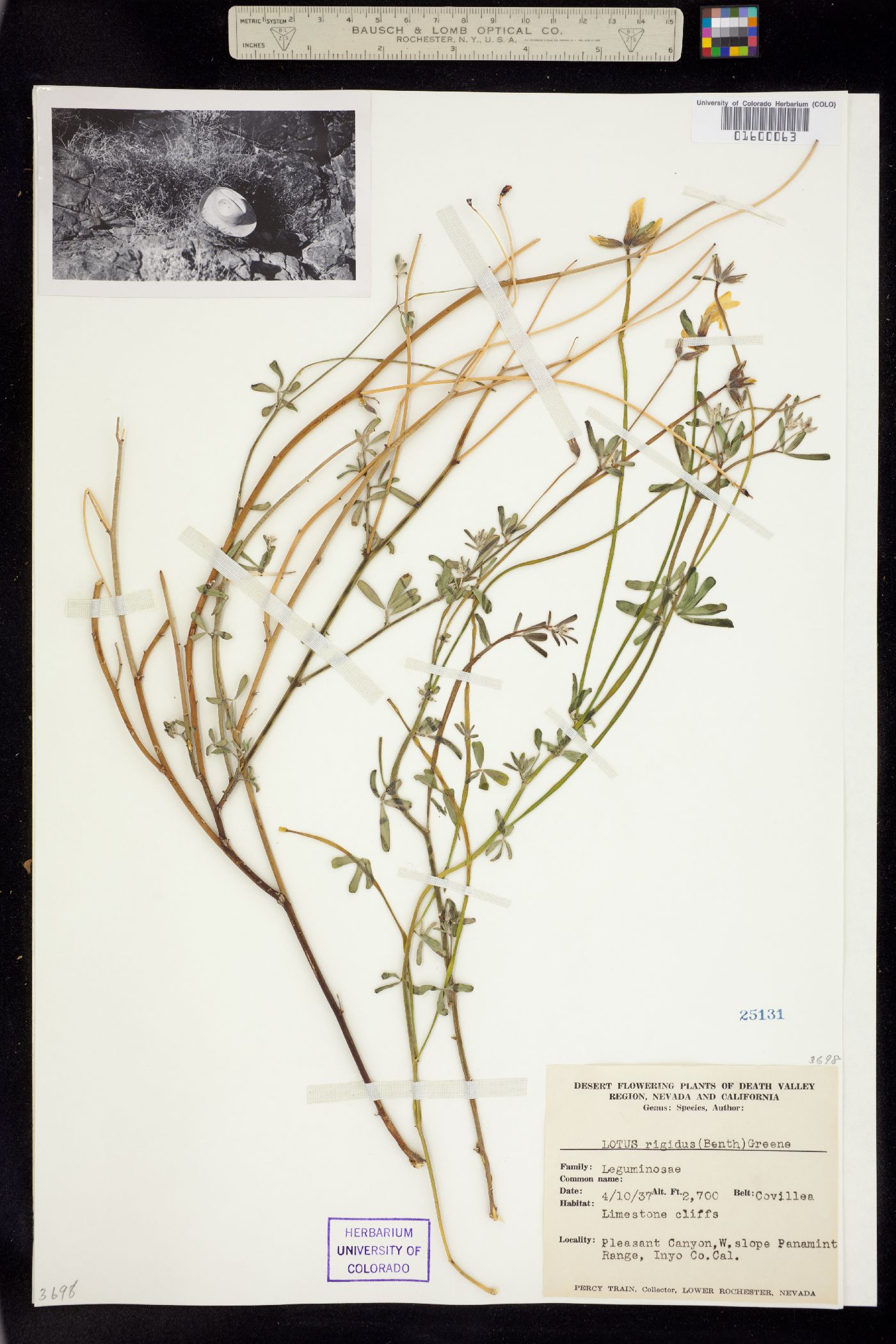Acmispon rigidus image