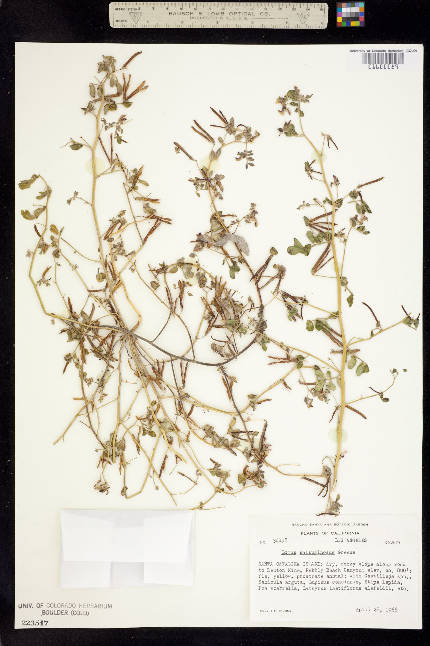 Acmispon maritimus image