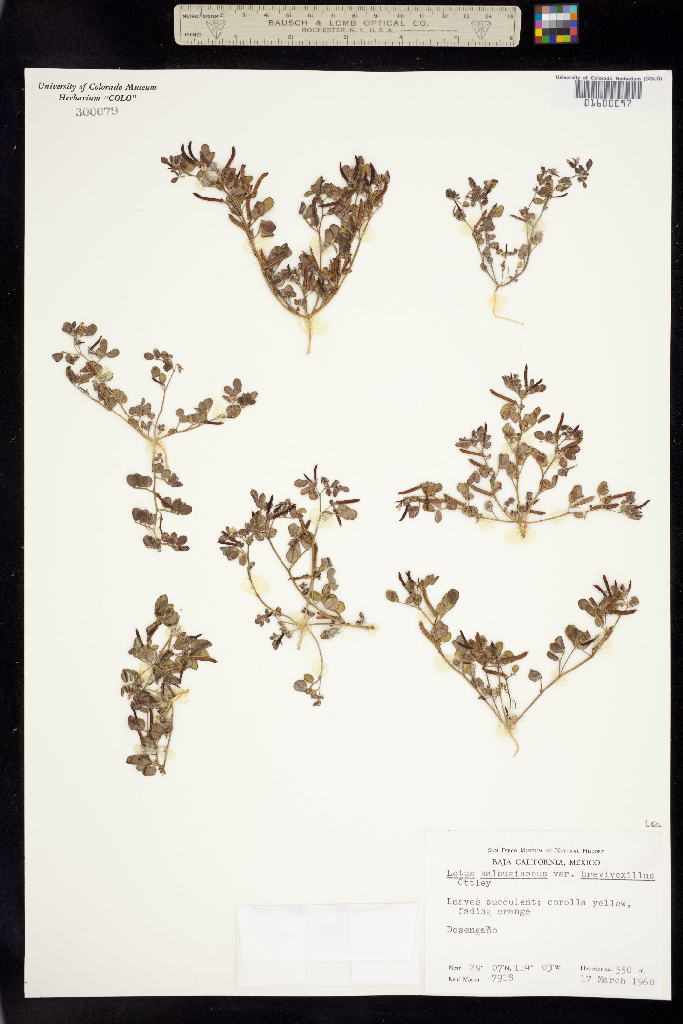 Acmispon maritimus image