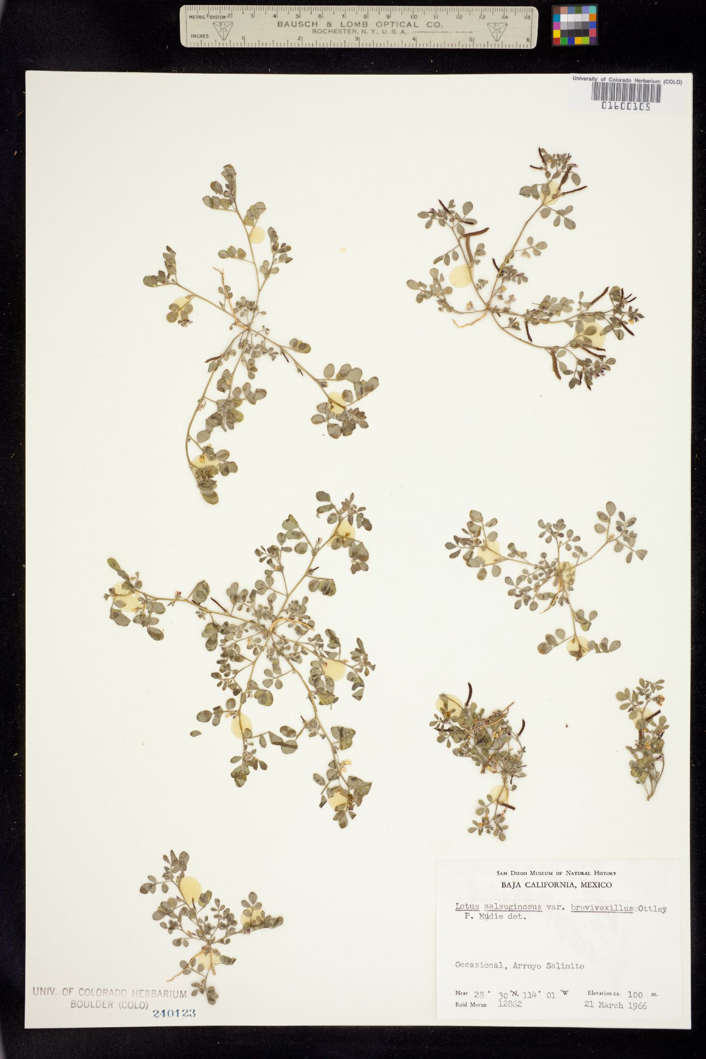 Acmispon maritimus image
