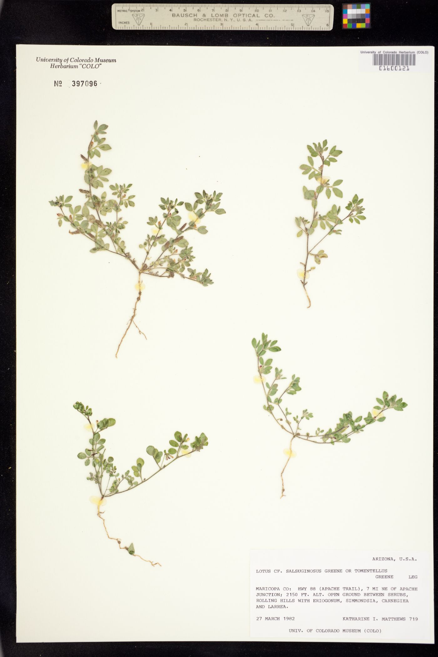 Acmispon maritimus image