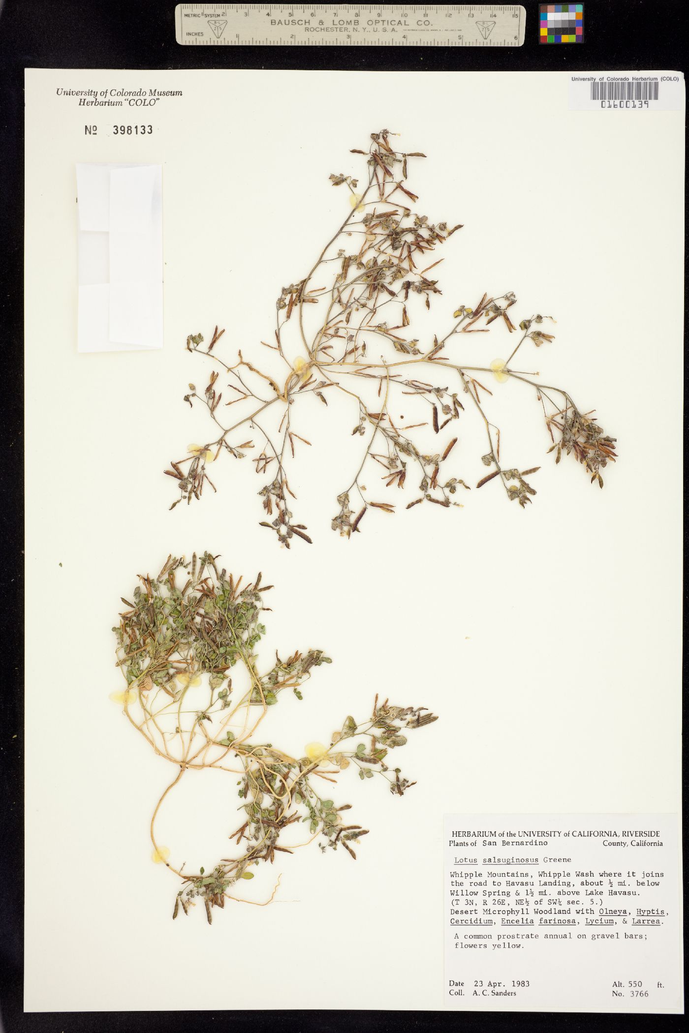 Acmispon maritimus image