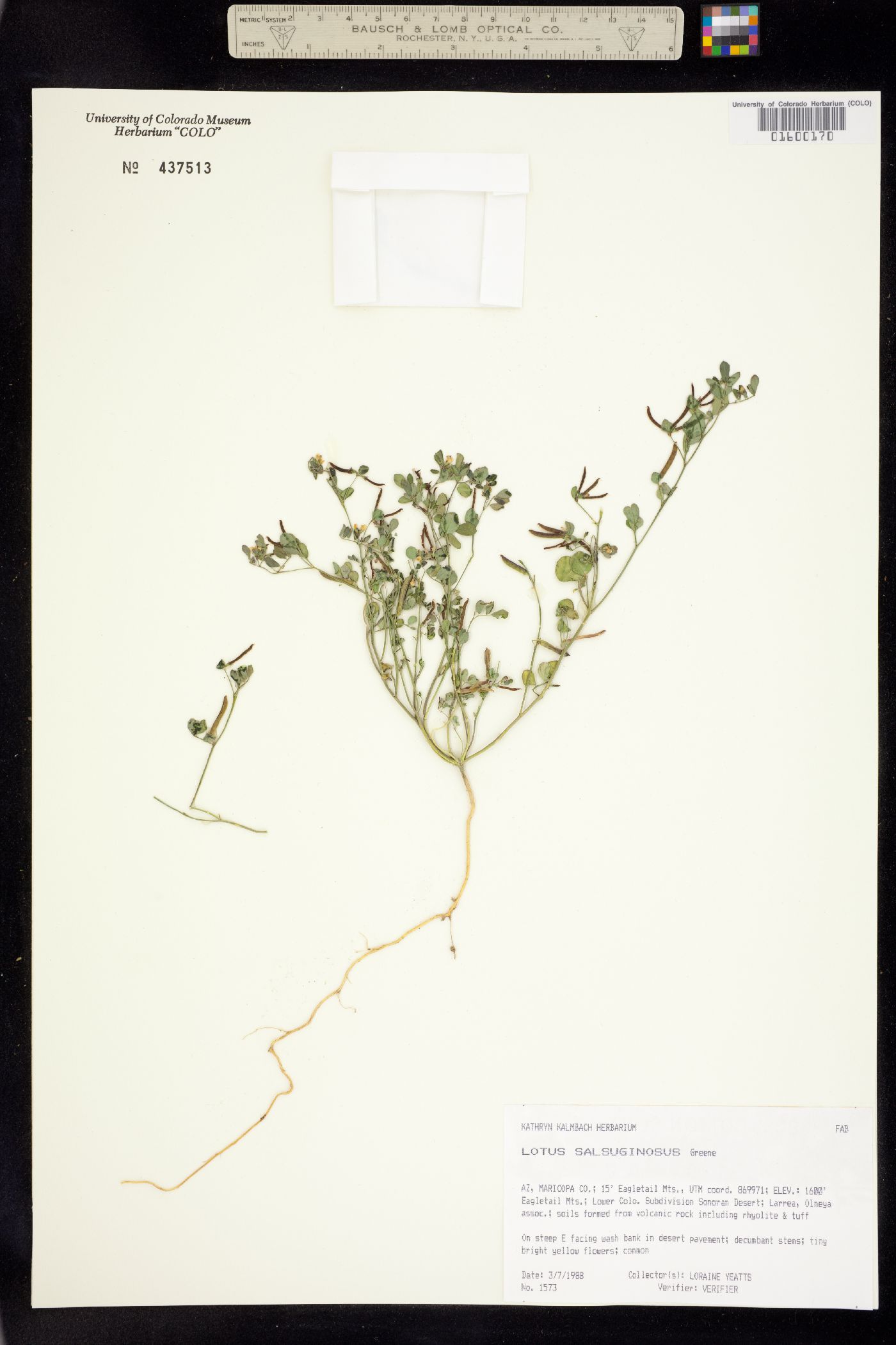 Acmispon maritimus image