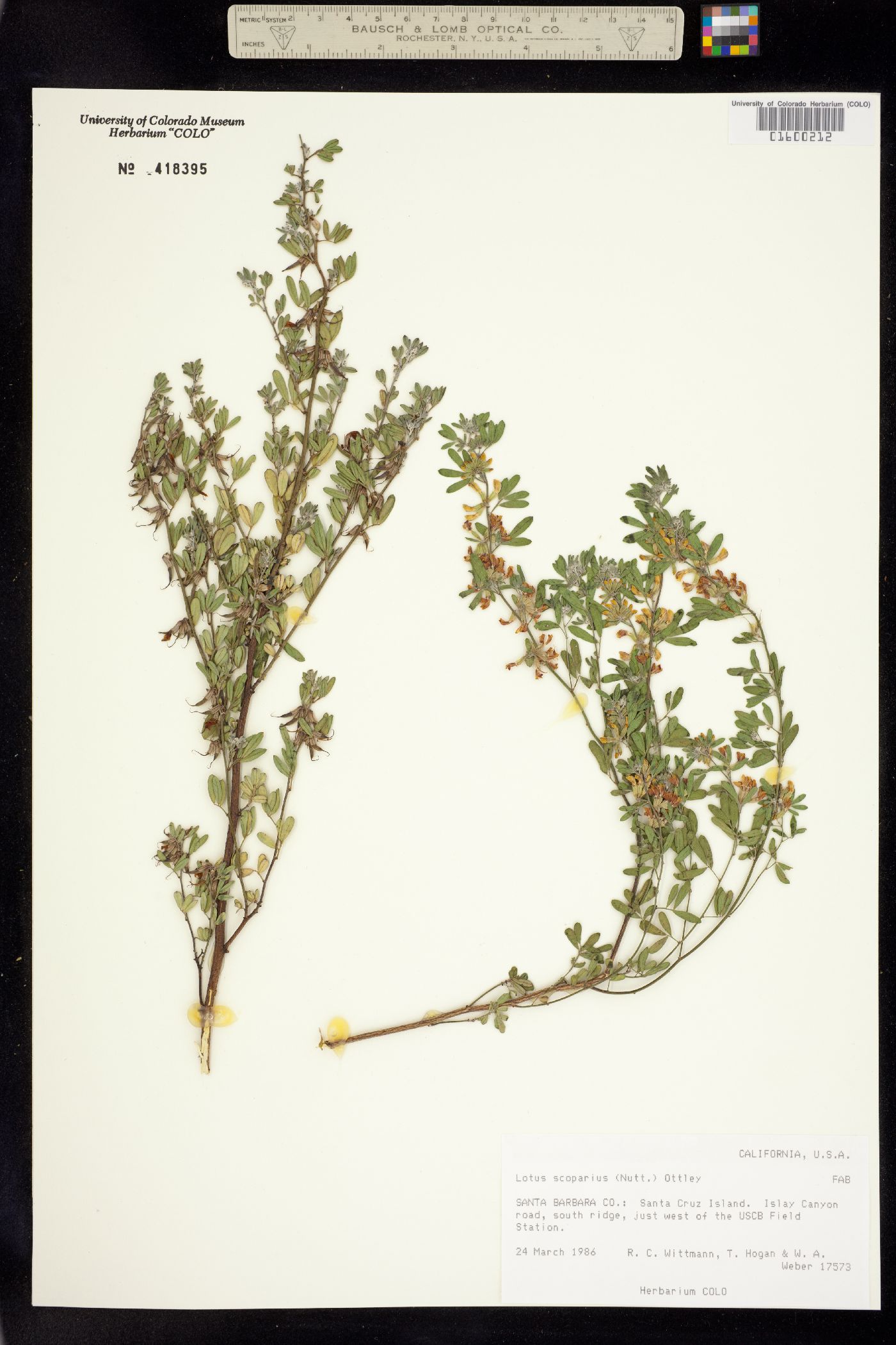 Acmispon image