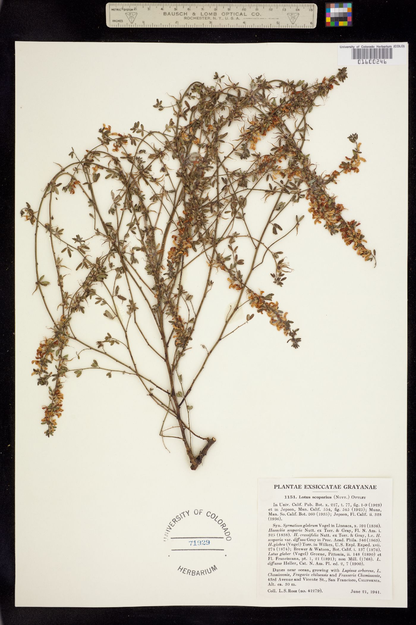 Acmispon glabrus var. glabrus image