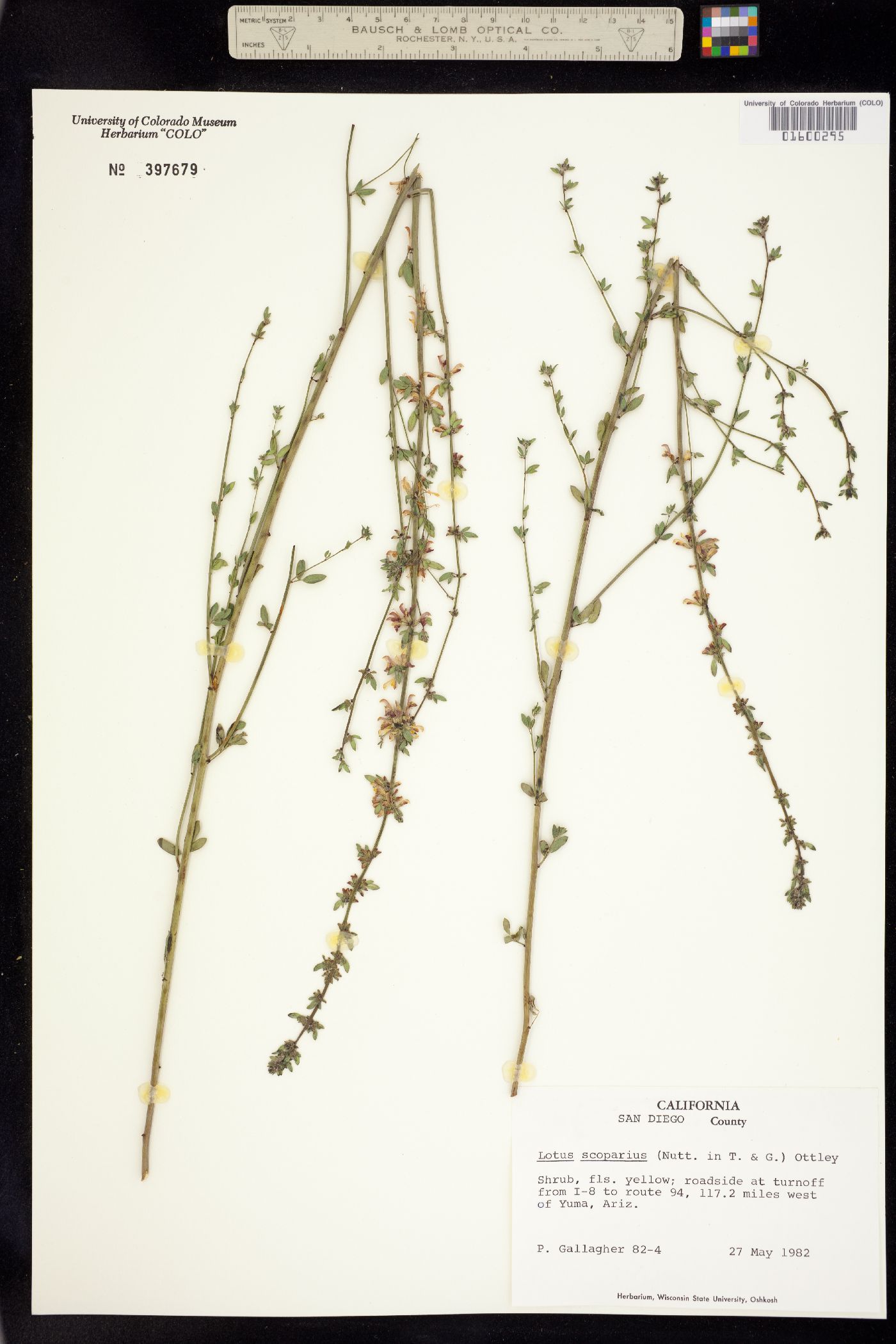 Acmispon glabrus var. glabrus image