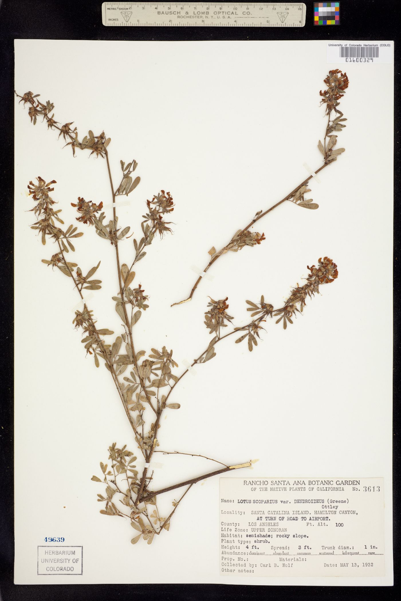 Acmispon glabrus var. glabrus image