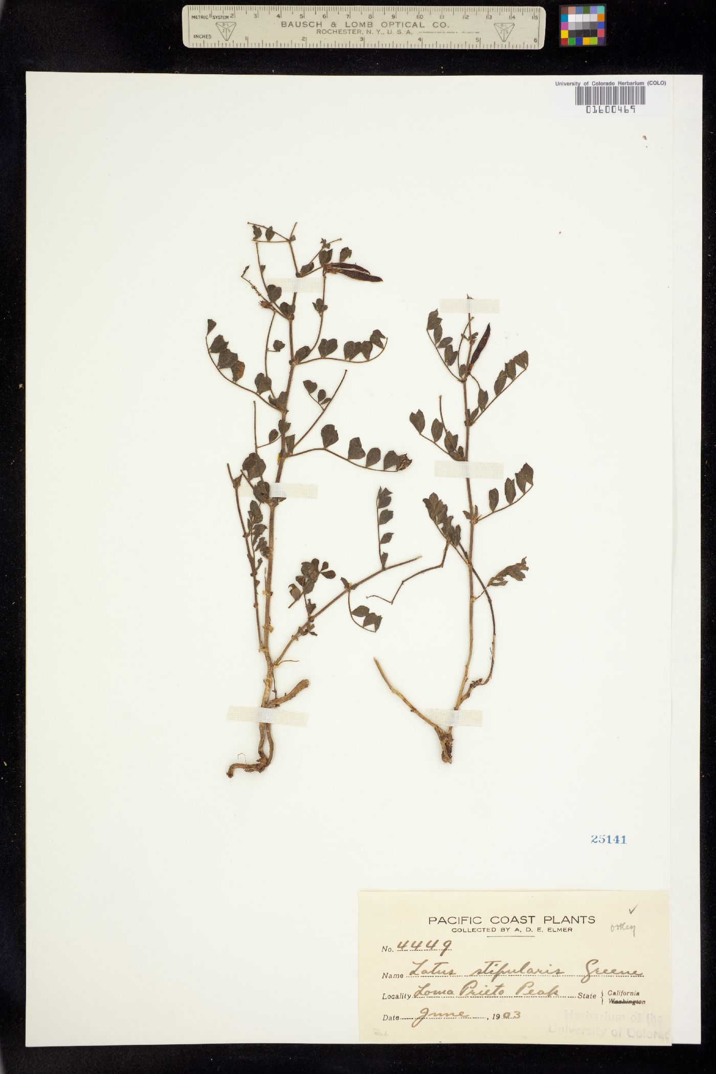 Hosackia stipularis var. stipularis image