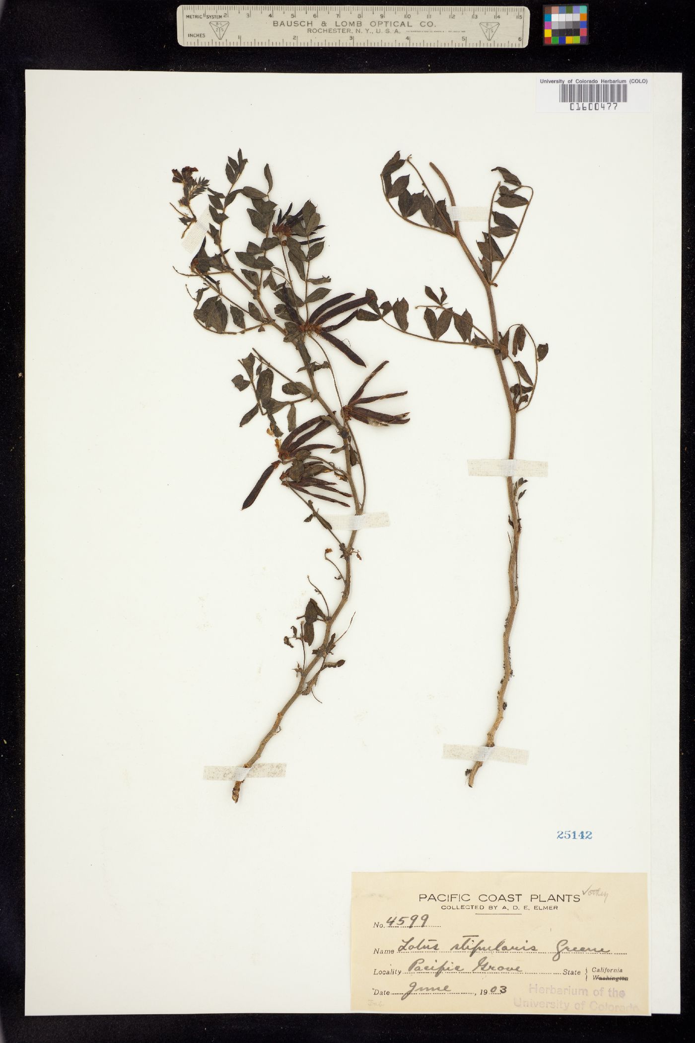 Hosackia stipularis image