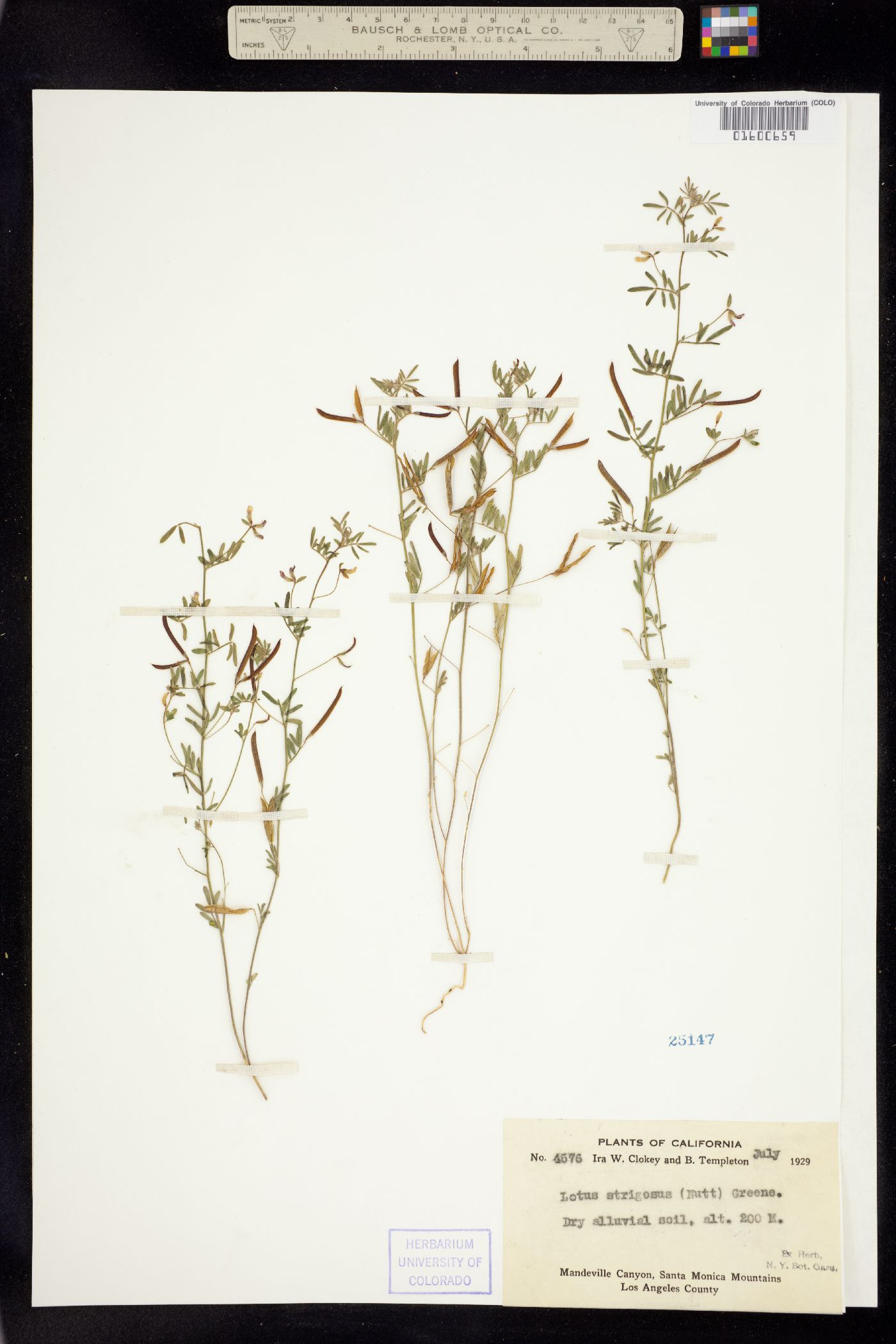 Acmispon image