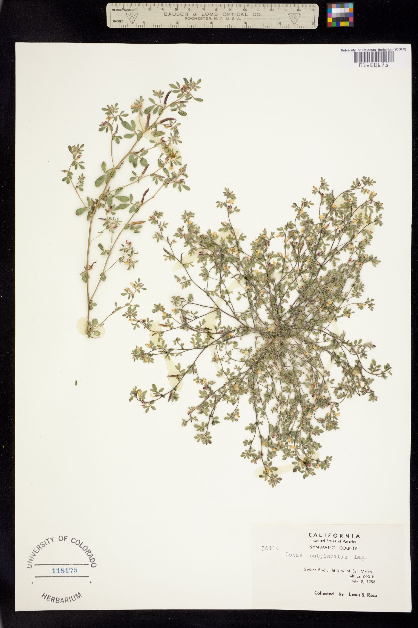 Acmispon wrangelianus image