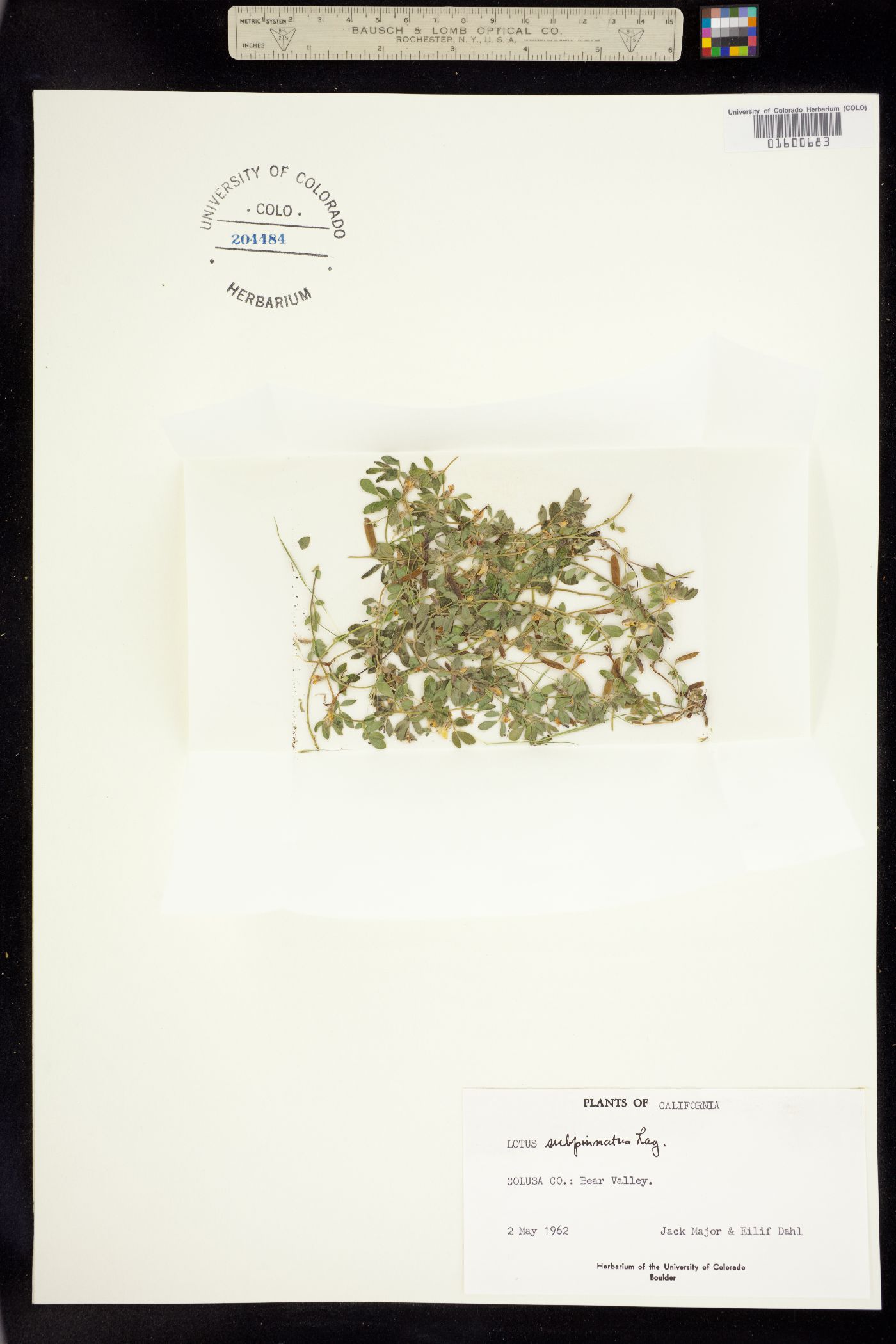 Acmispon wrangelianus image